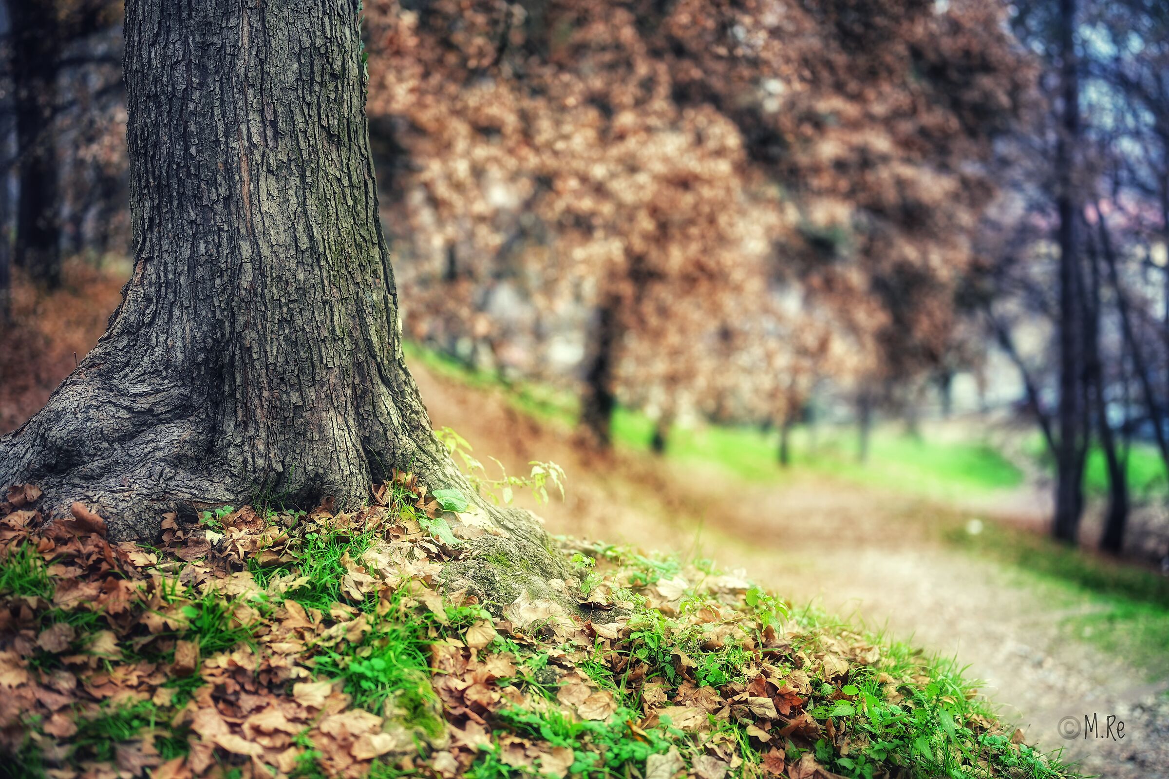 Passeggiata nel bosco