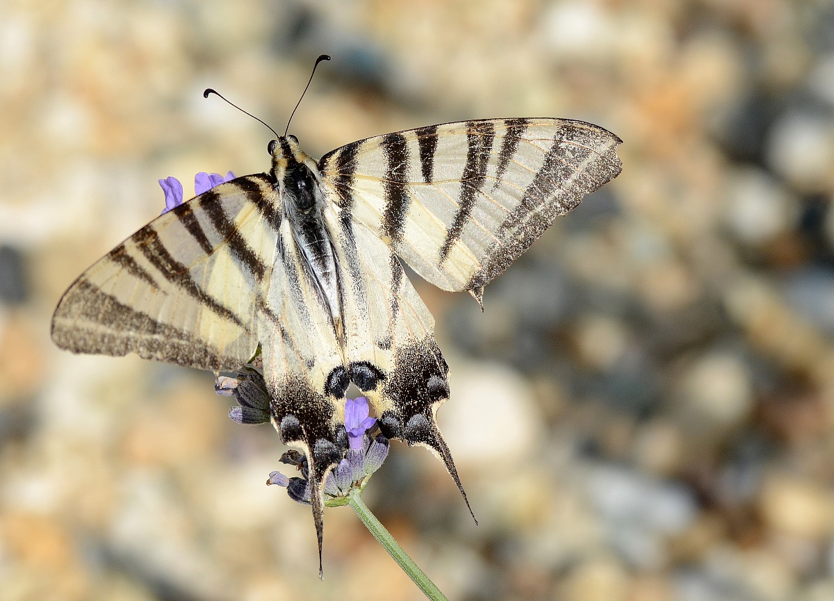 swallowtail