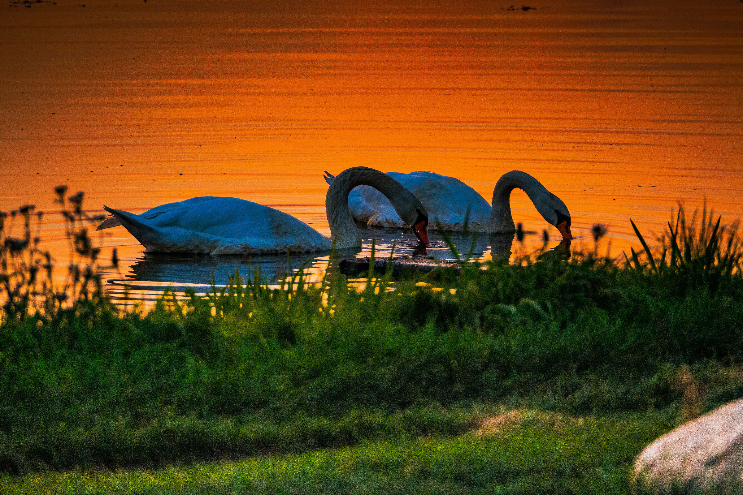 Danza del Lago dei Cigni