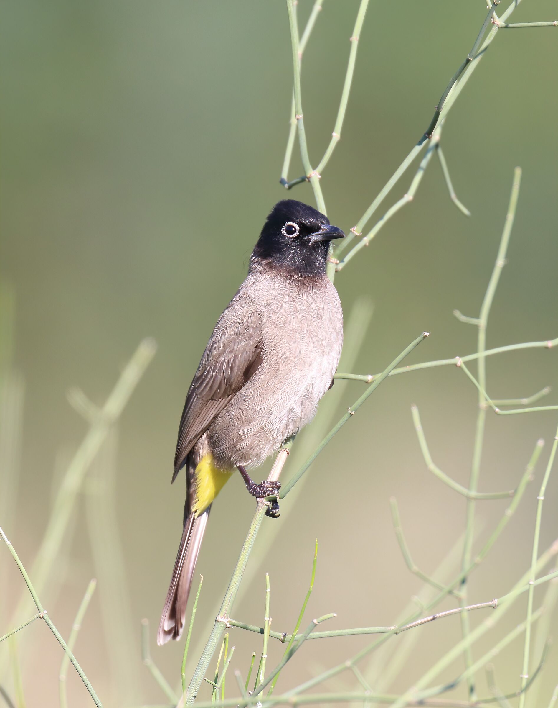 Bulbul dagli occhiali bianchi