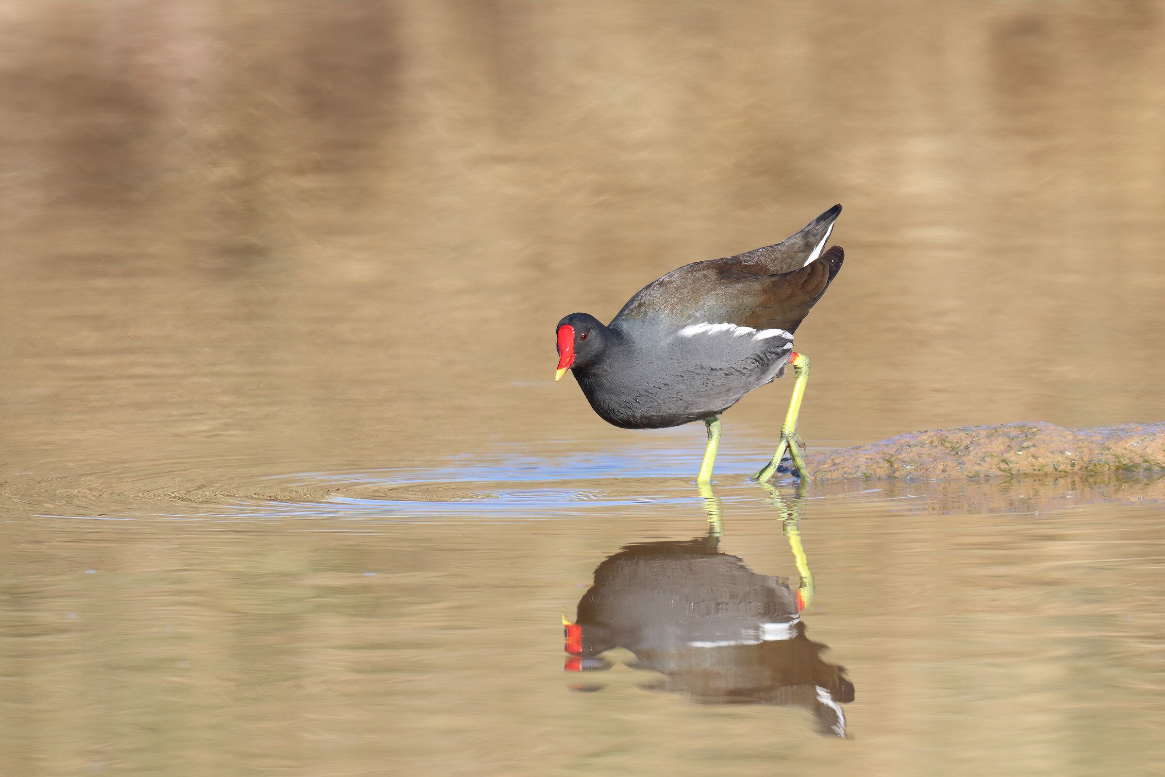 Gallinella brughiera eurasiatica