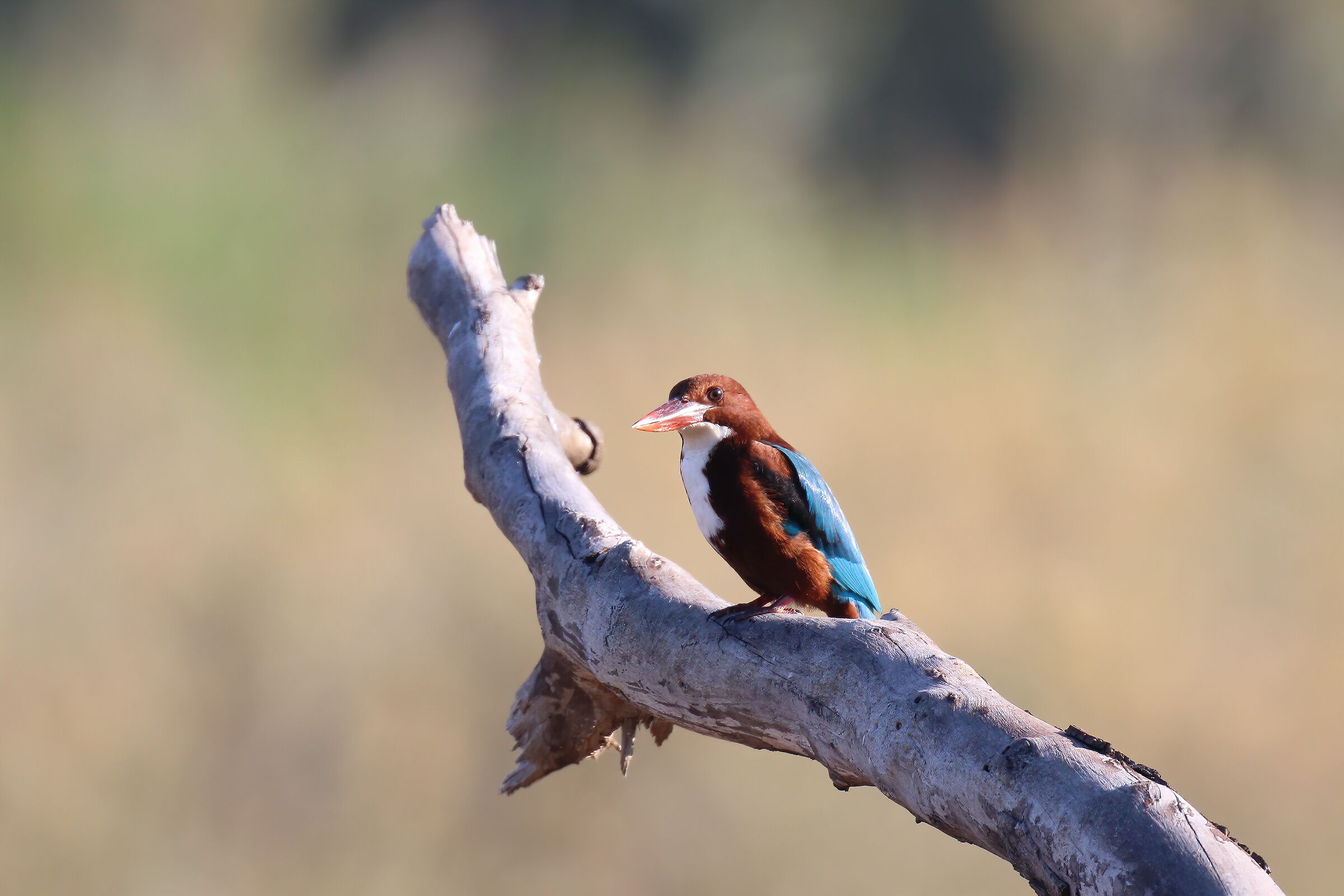 Martin pescatore dal petto bianco