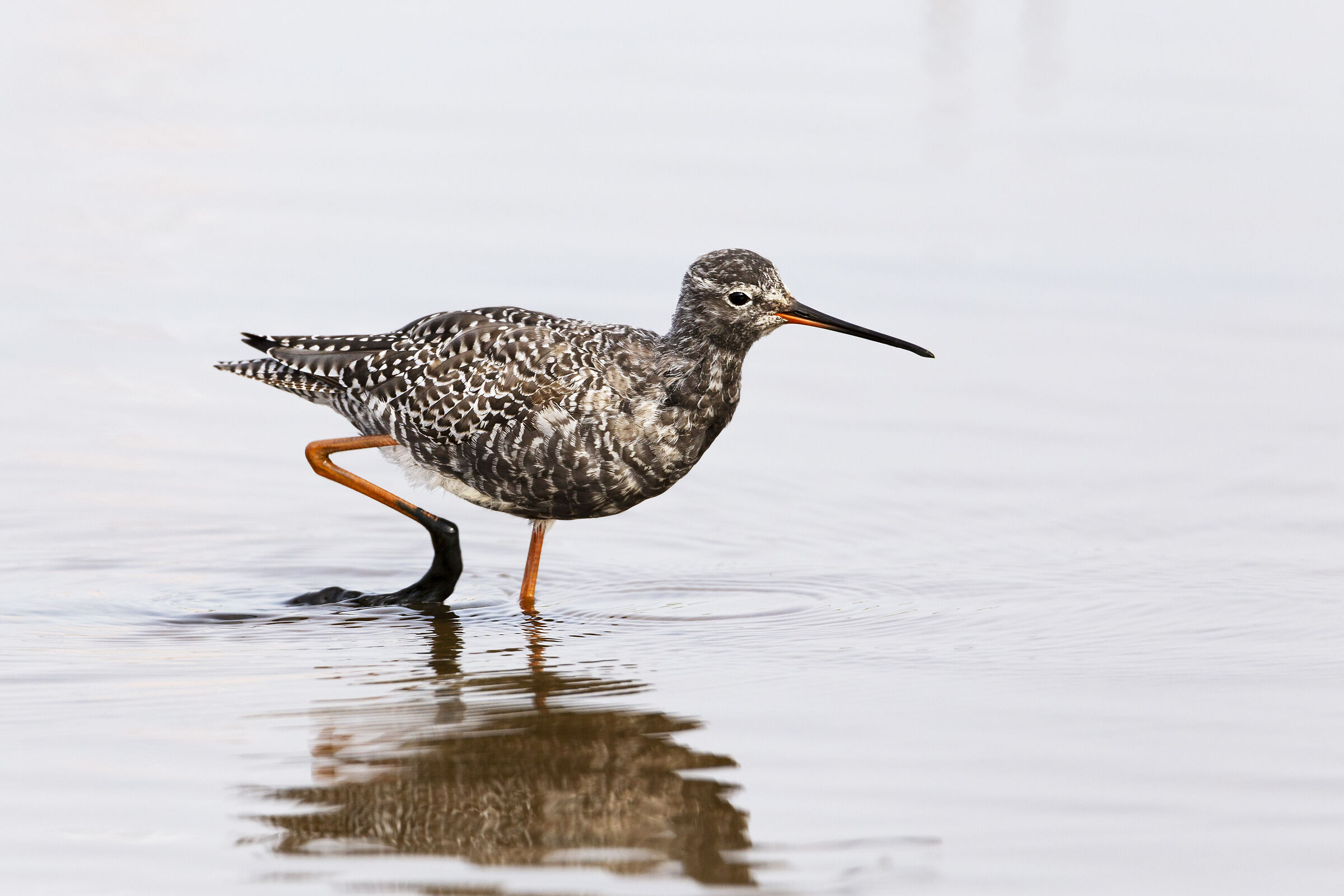 Totano Moro "Impantanato"