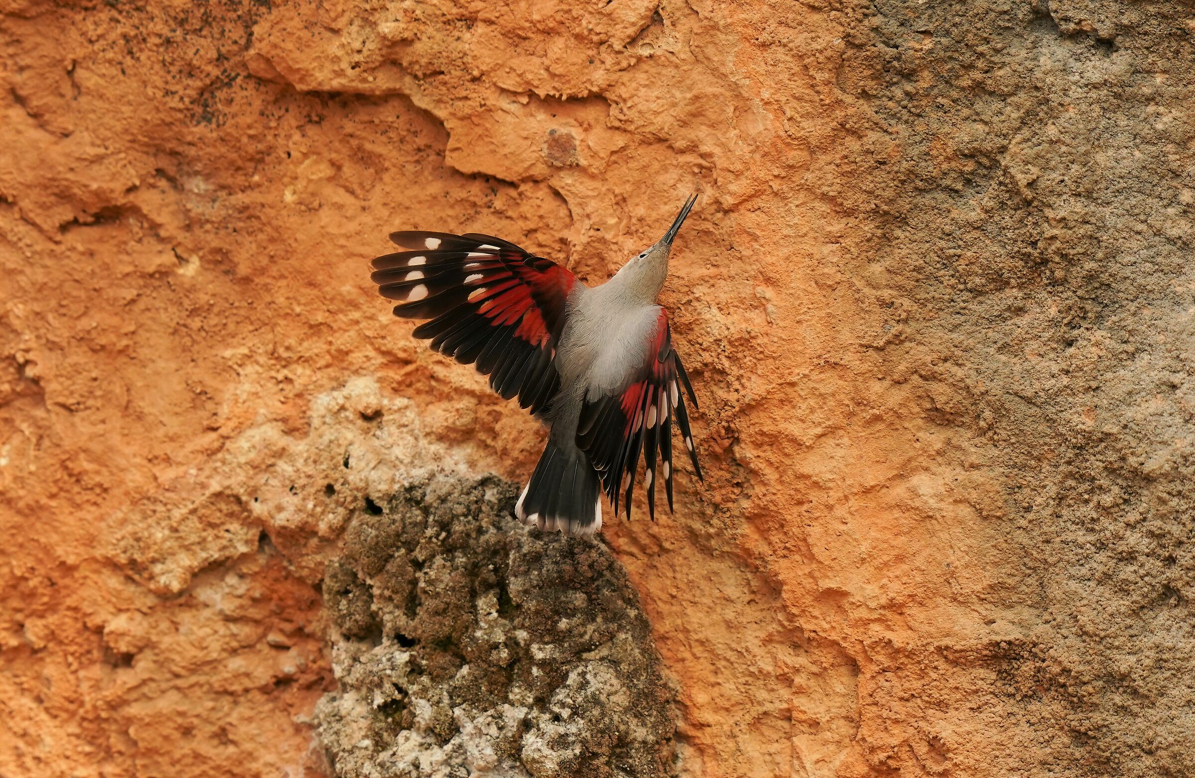 tichadroma muraria-woodpecker muraiolo