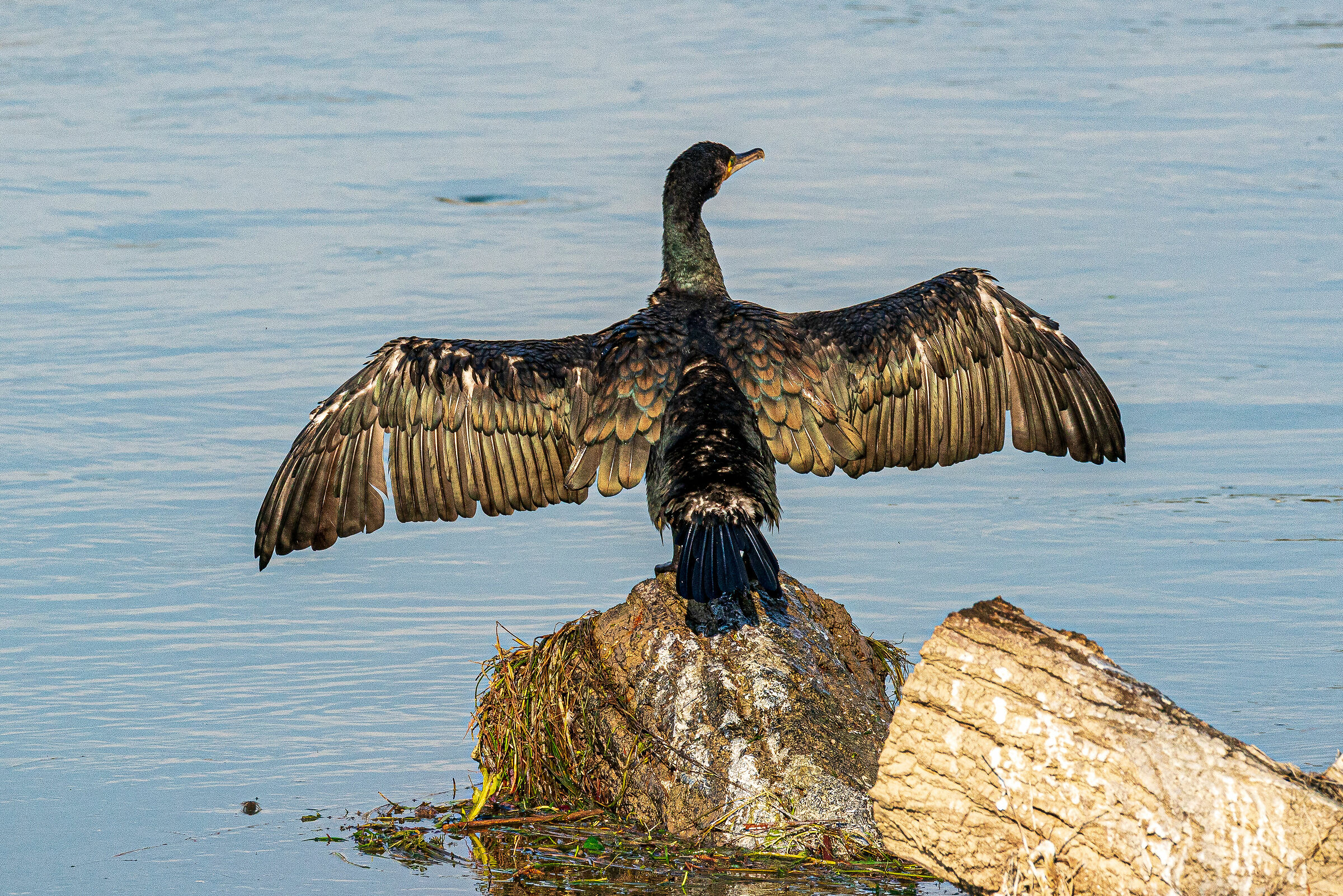 Cormorano