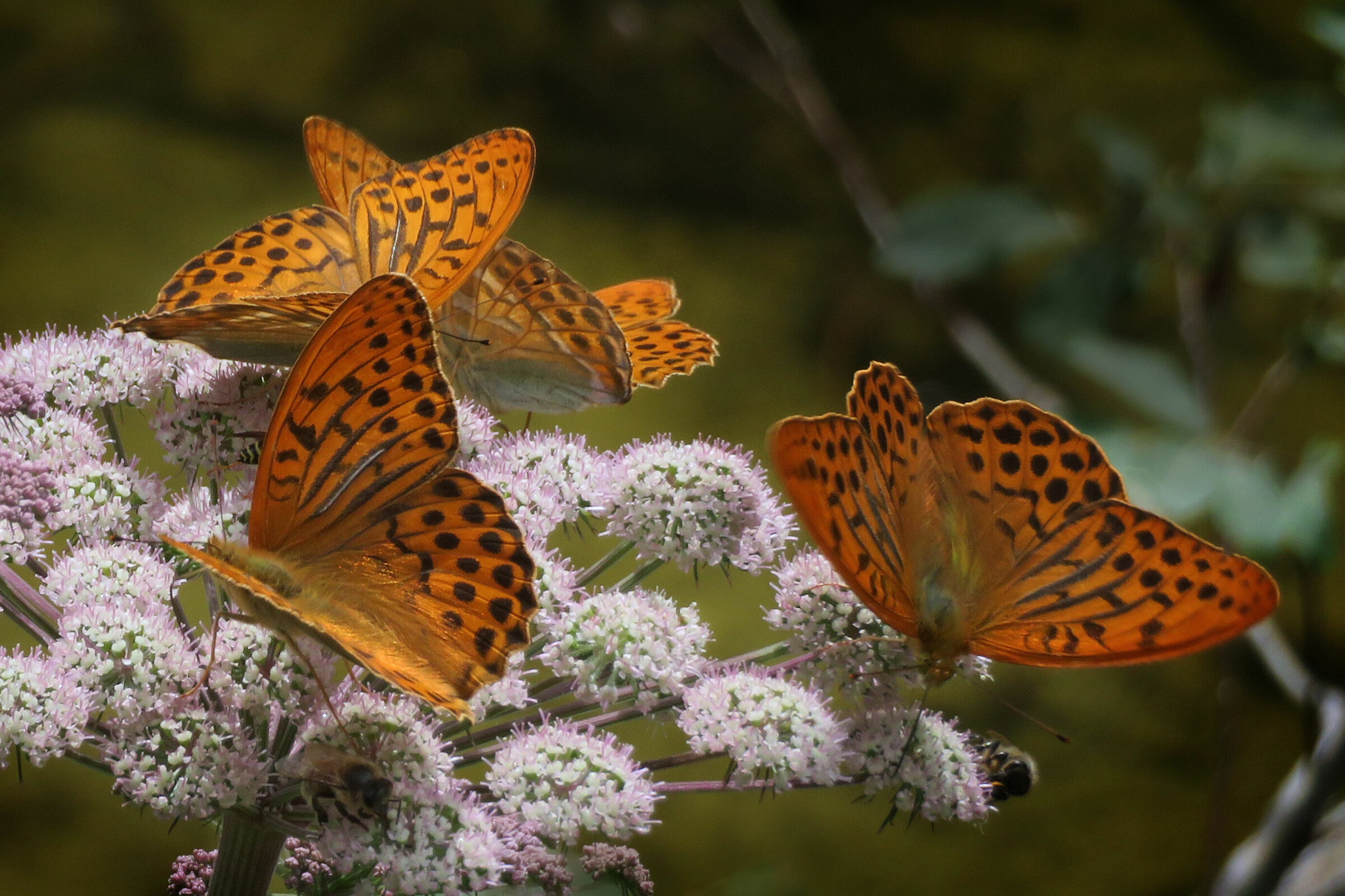 Argynnis paphia