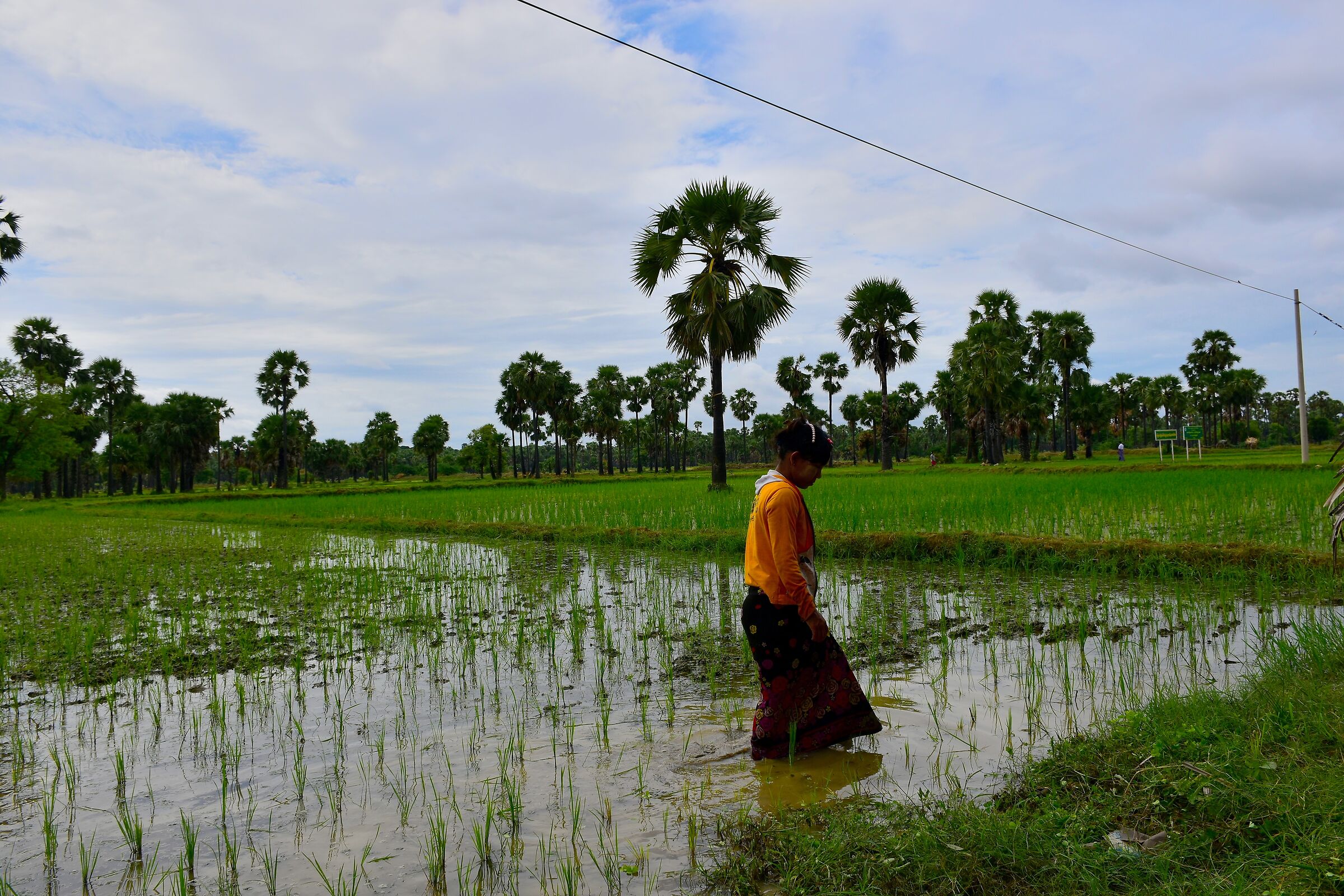 al lavoro nella risaia