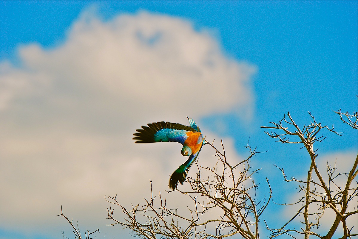 Lilac breasted roller / Coracias caudatus