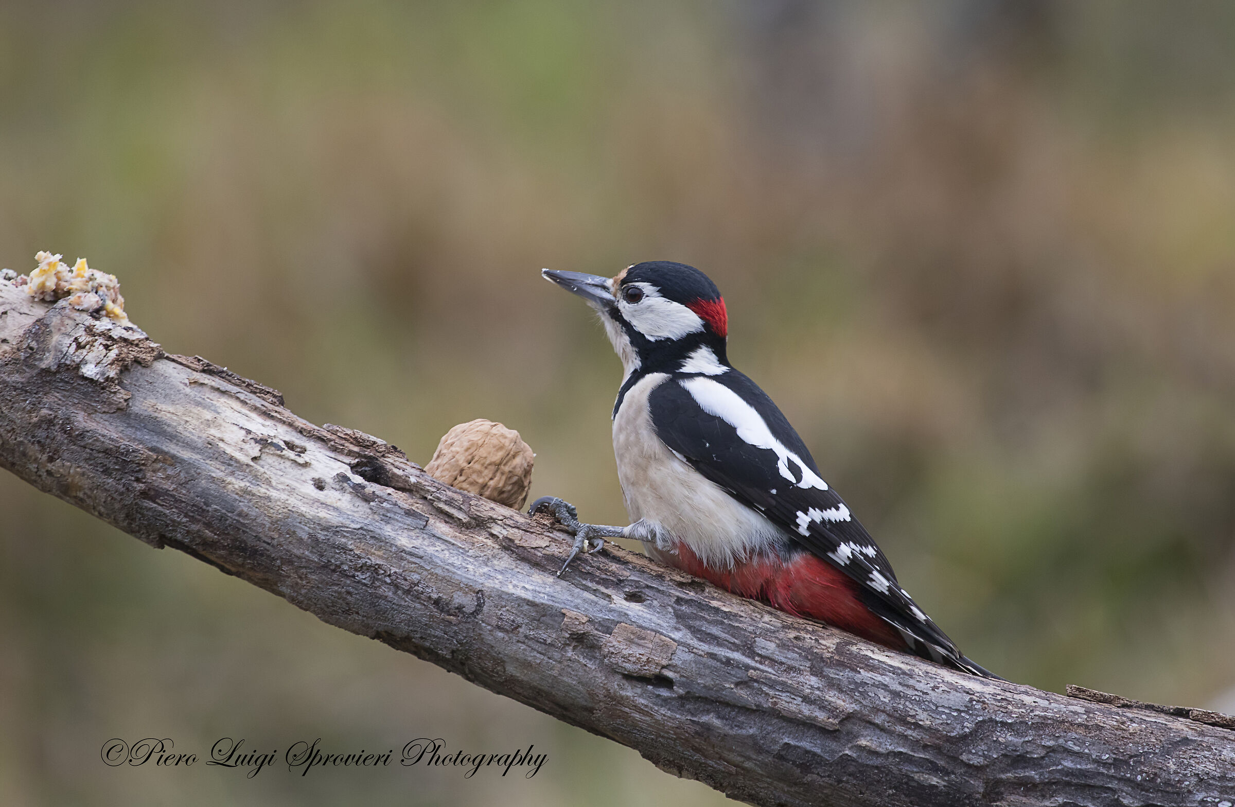 red woodpecker m.