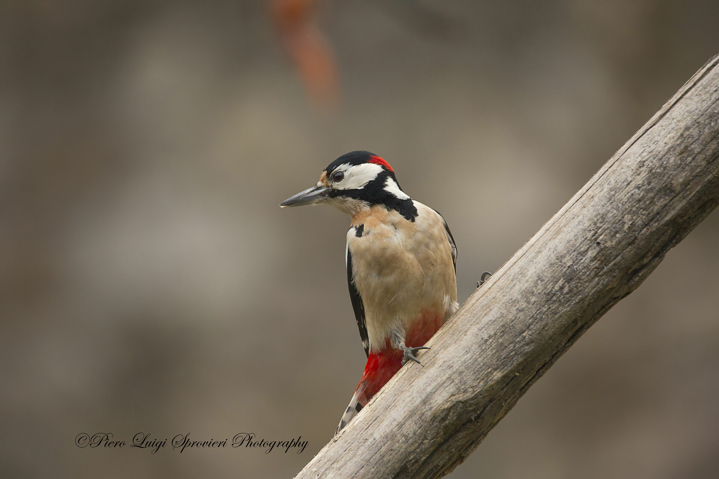 red woodpecker m.