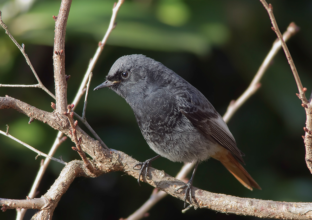 Black Redstart