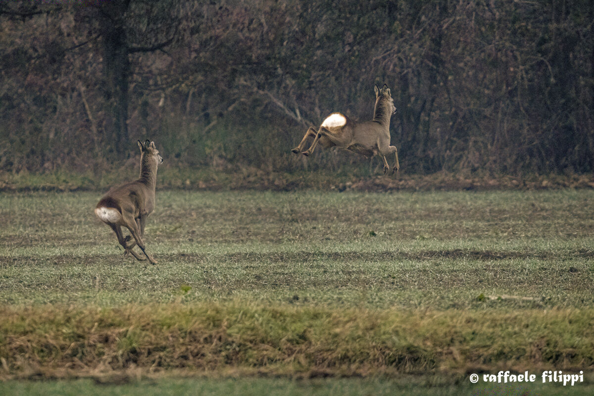 Morning meeting with roe deer