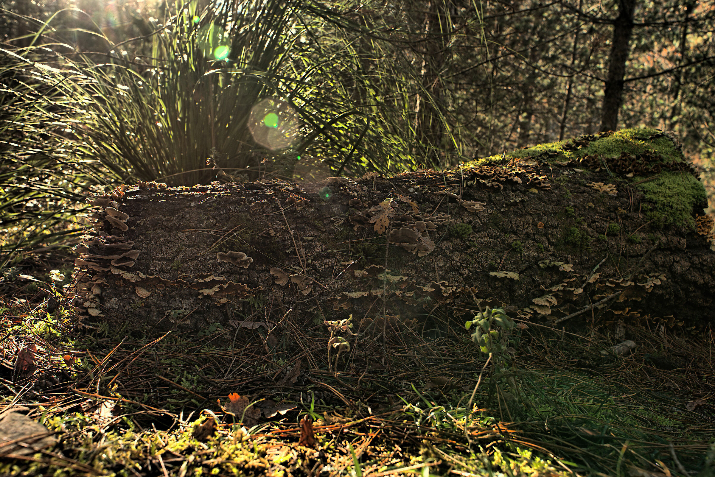 Mushrooms on a trunk