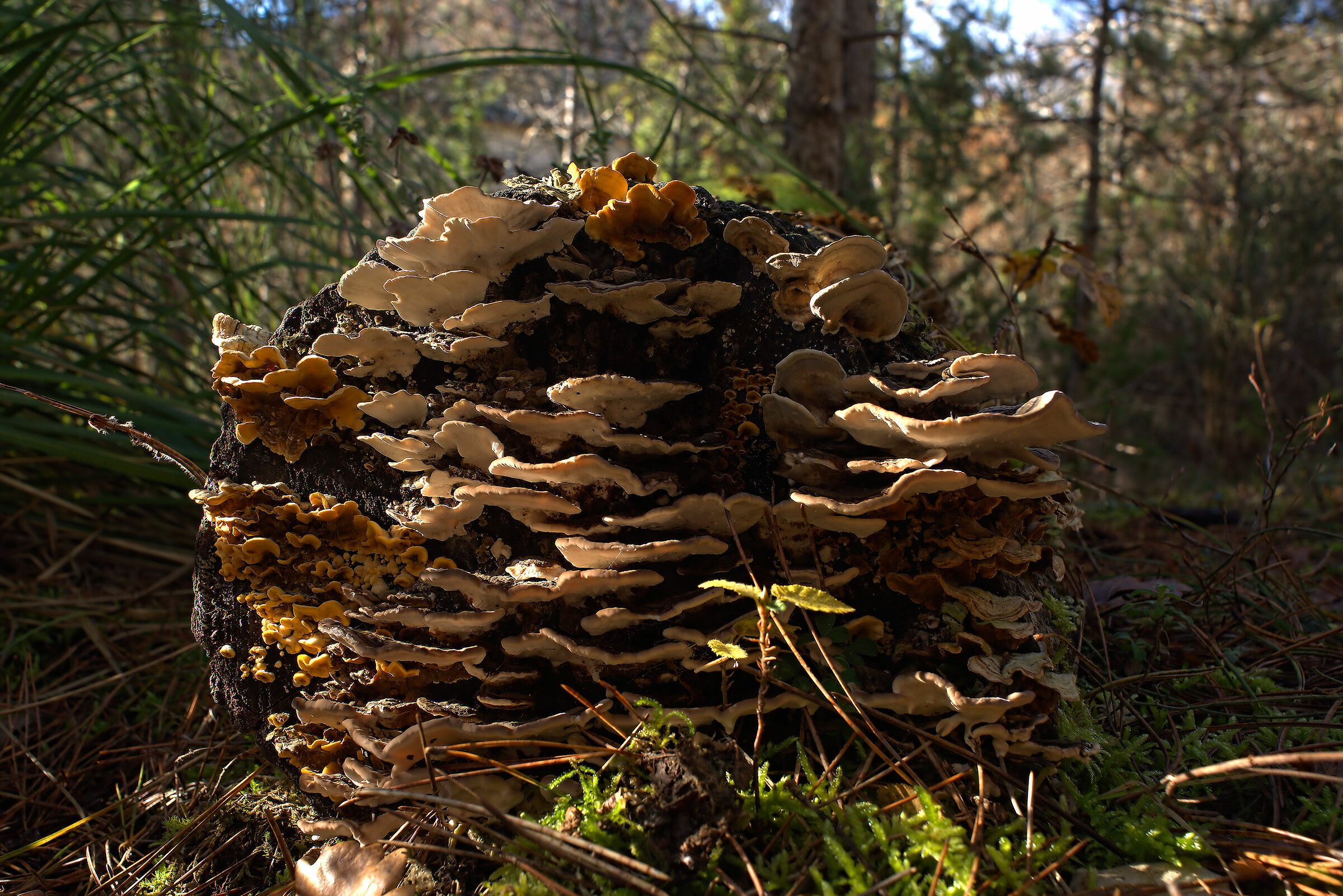 Mushrooms on a trunk