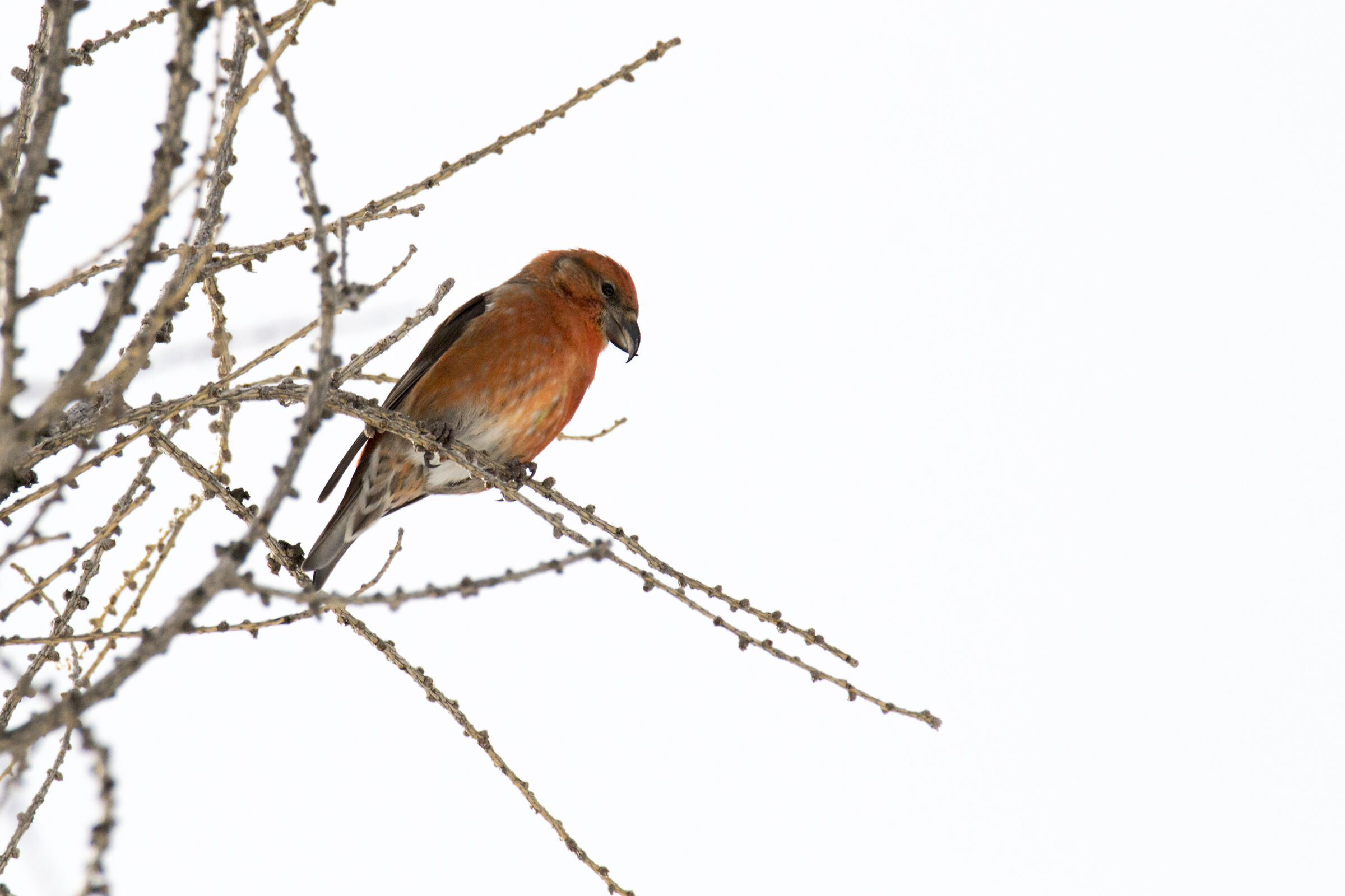 #crocierecomune #loxiacurvirostra