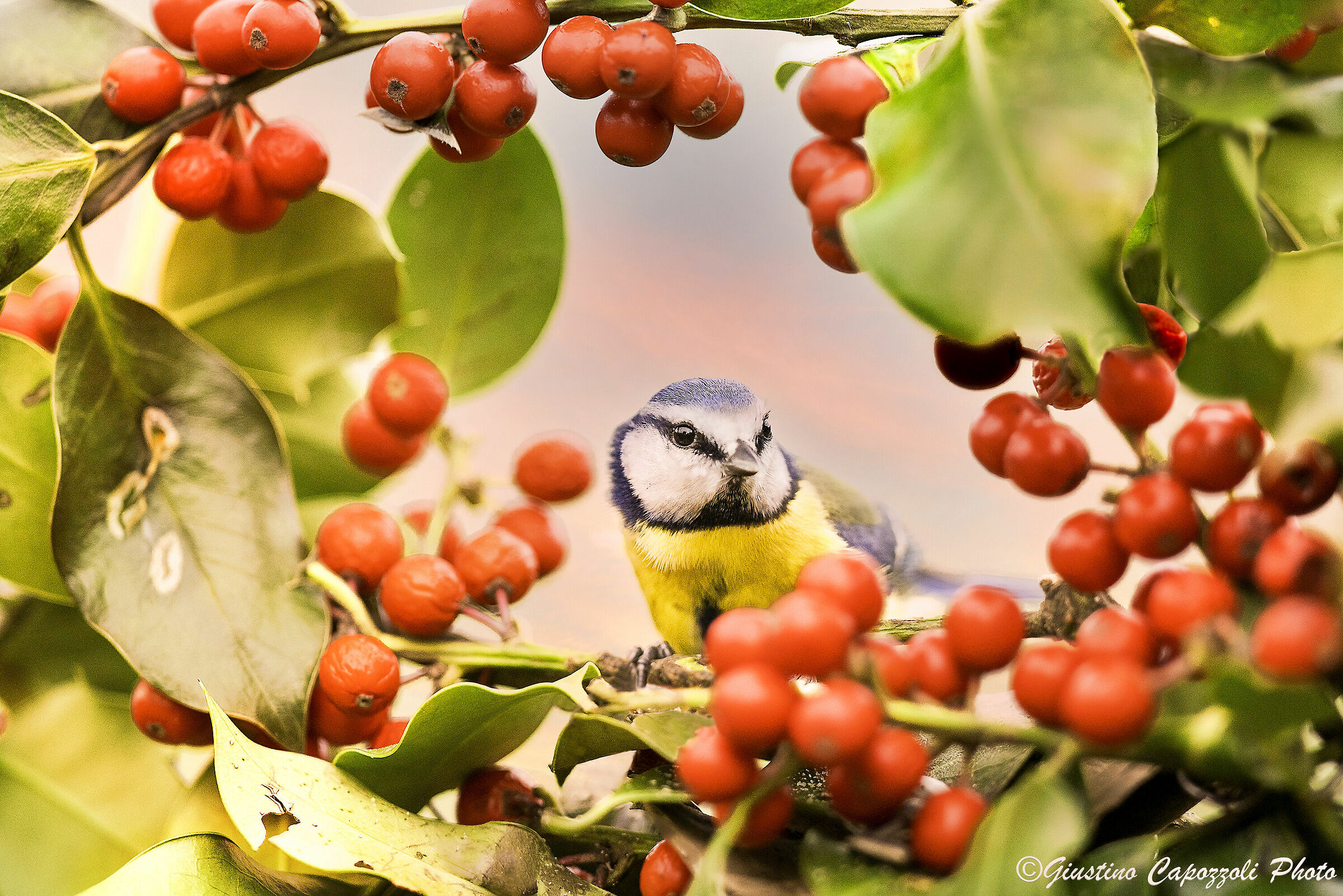 Holly and cinciarella.