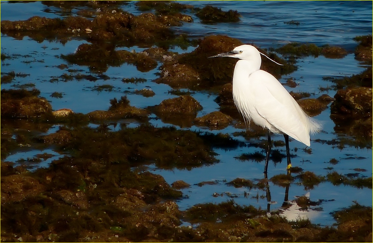 Garzetta ....( Lumix fz48