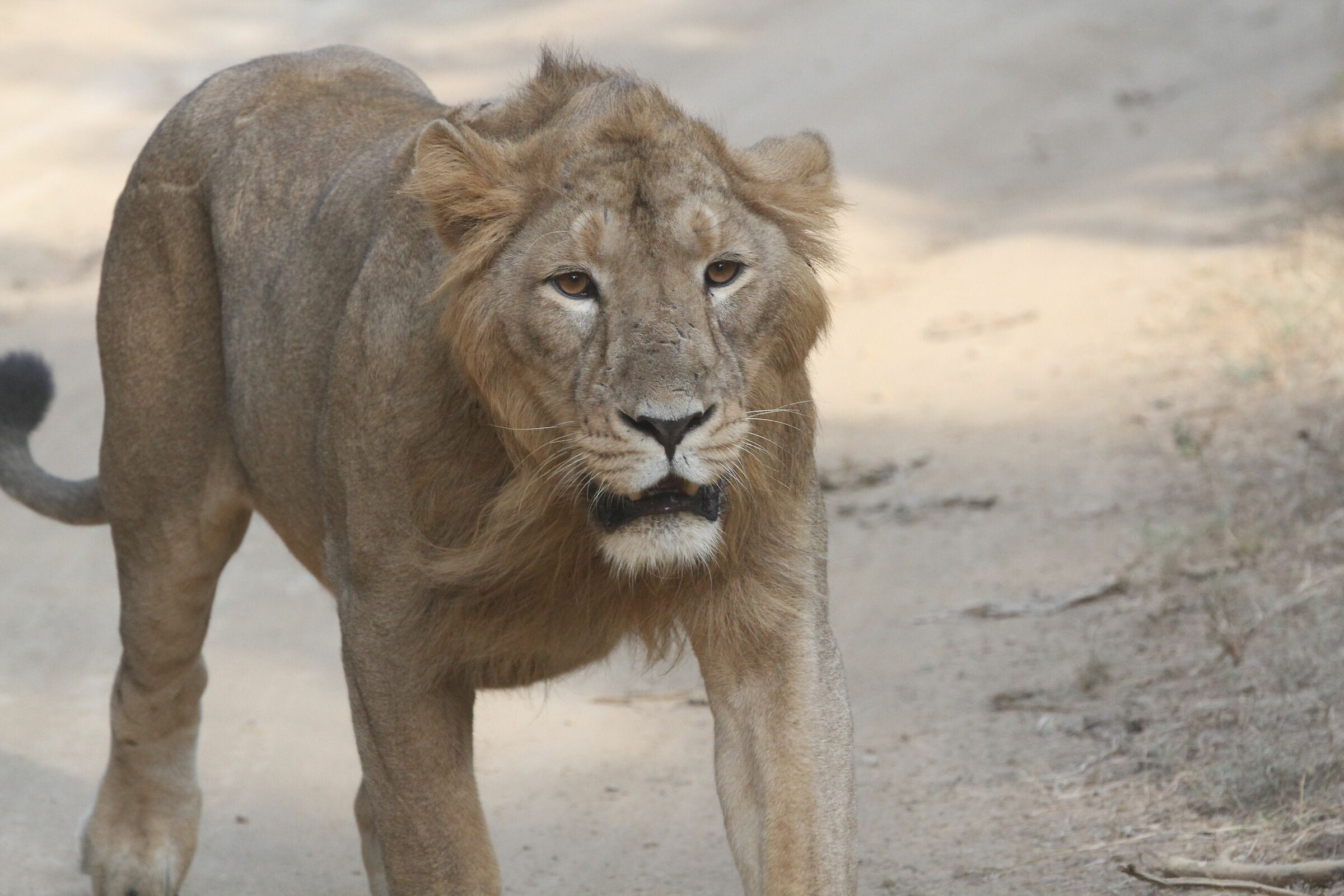 Asian Lion (Panthera leo persica)