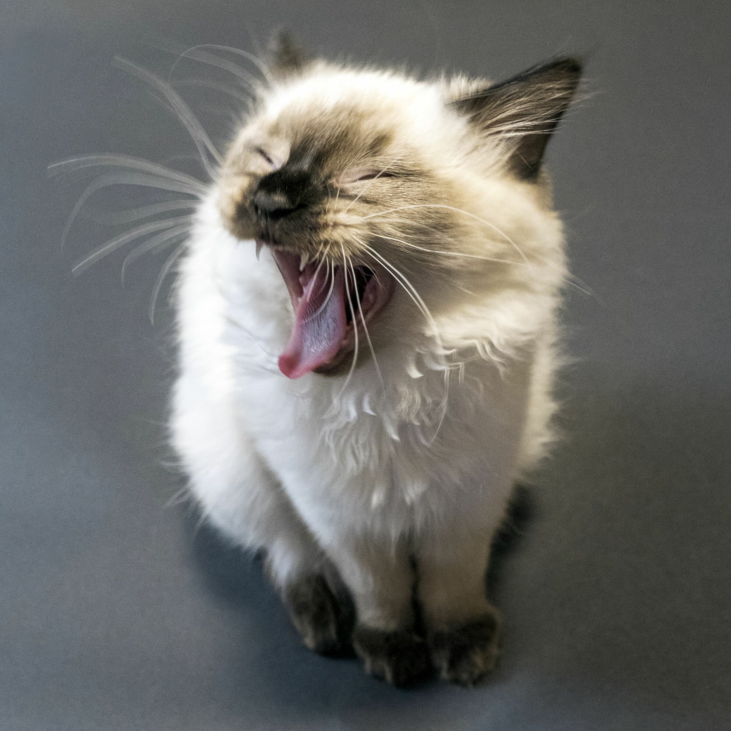 Il ruggito della leonessa (o, meglio, lo sbadiglio...)