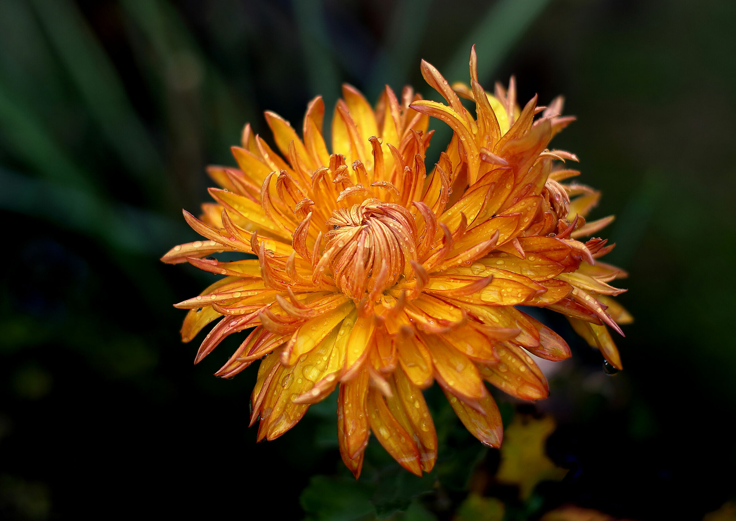 Il solito Crisantemo