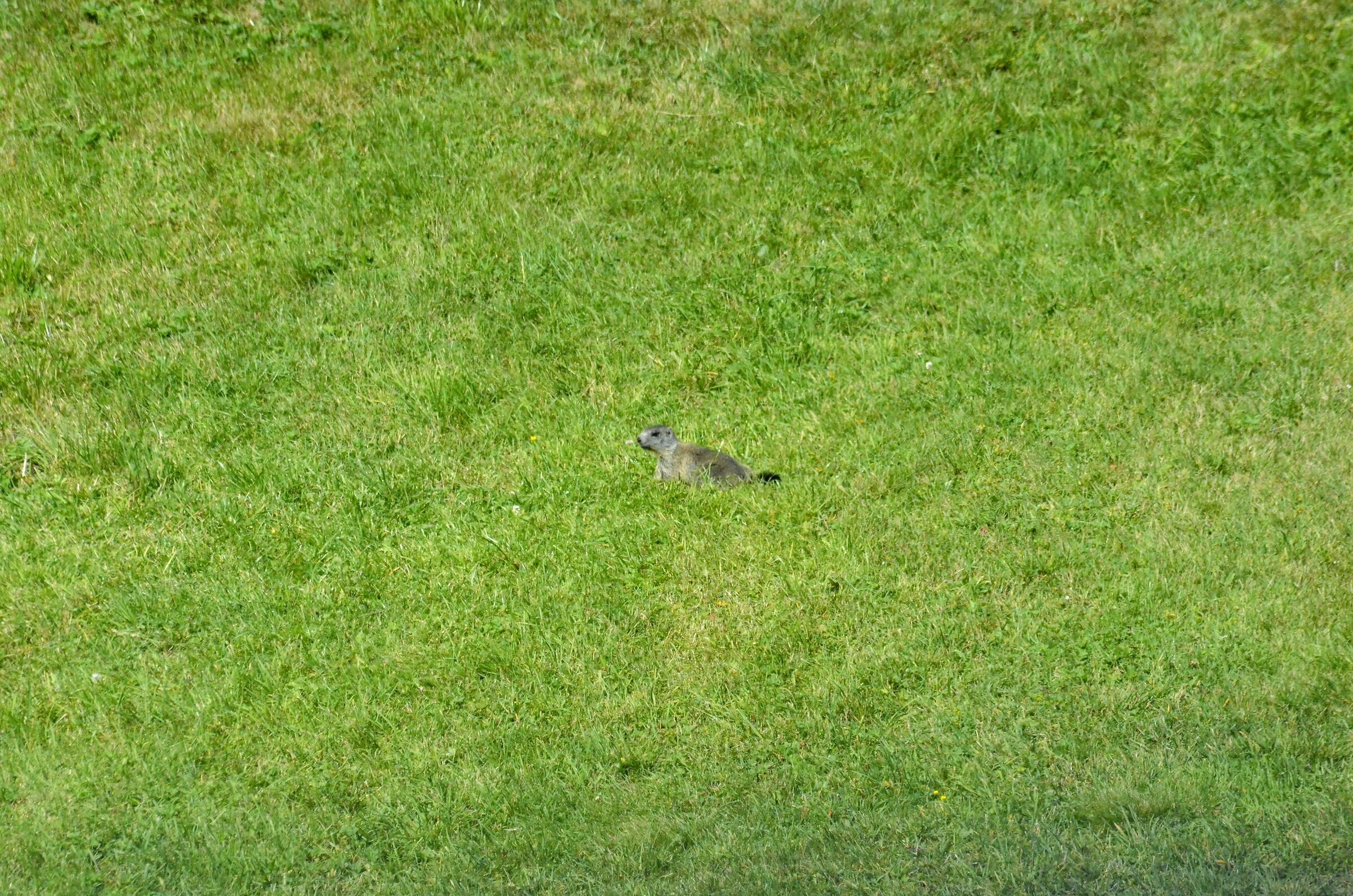 Marmot (Montespluga)