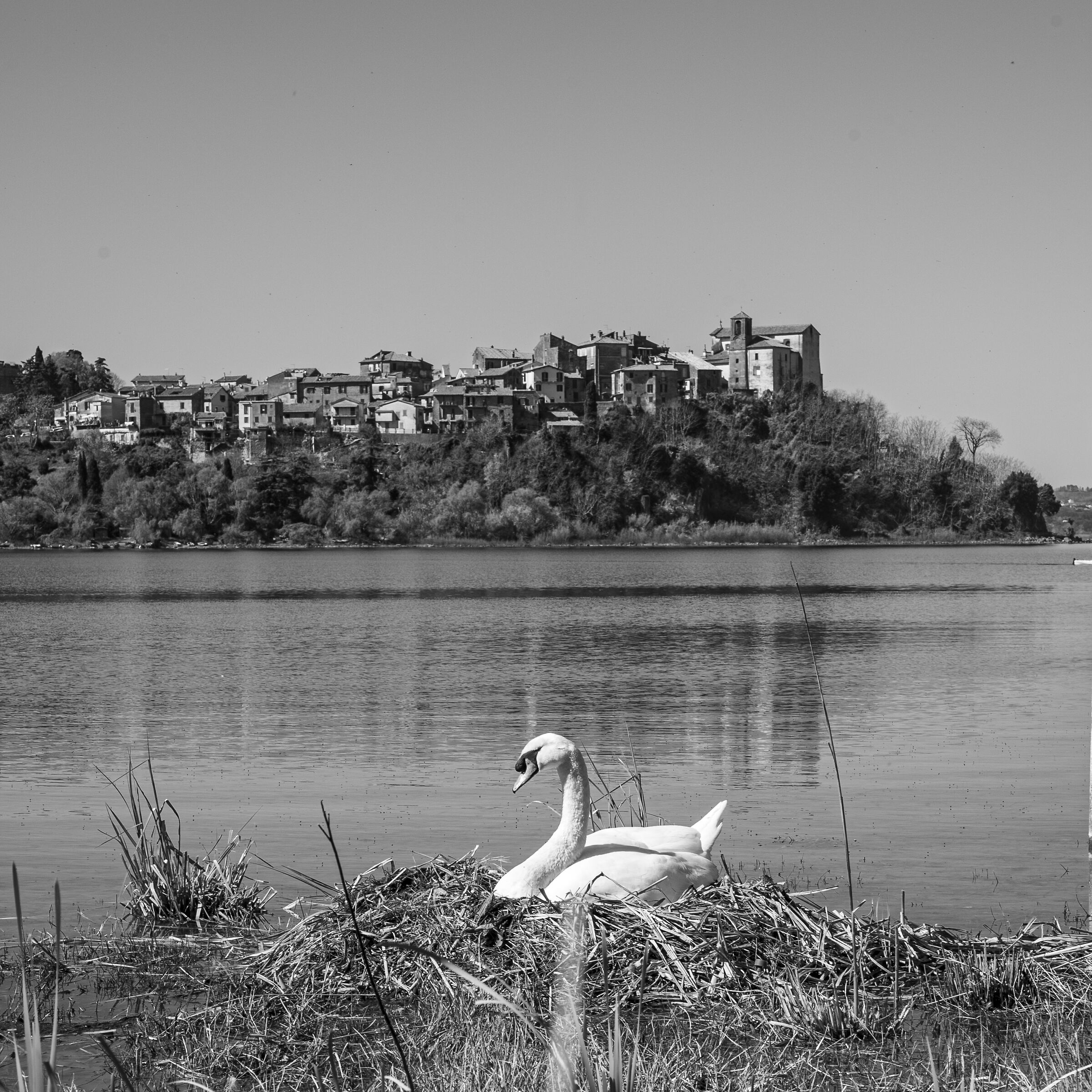 il cigno di anguillara (rm)