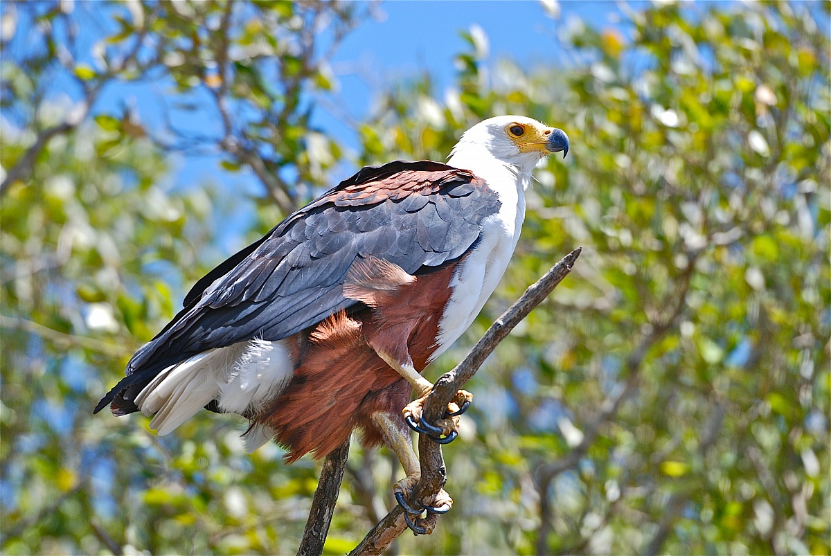 Aquila pescatrice africana.