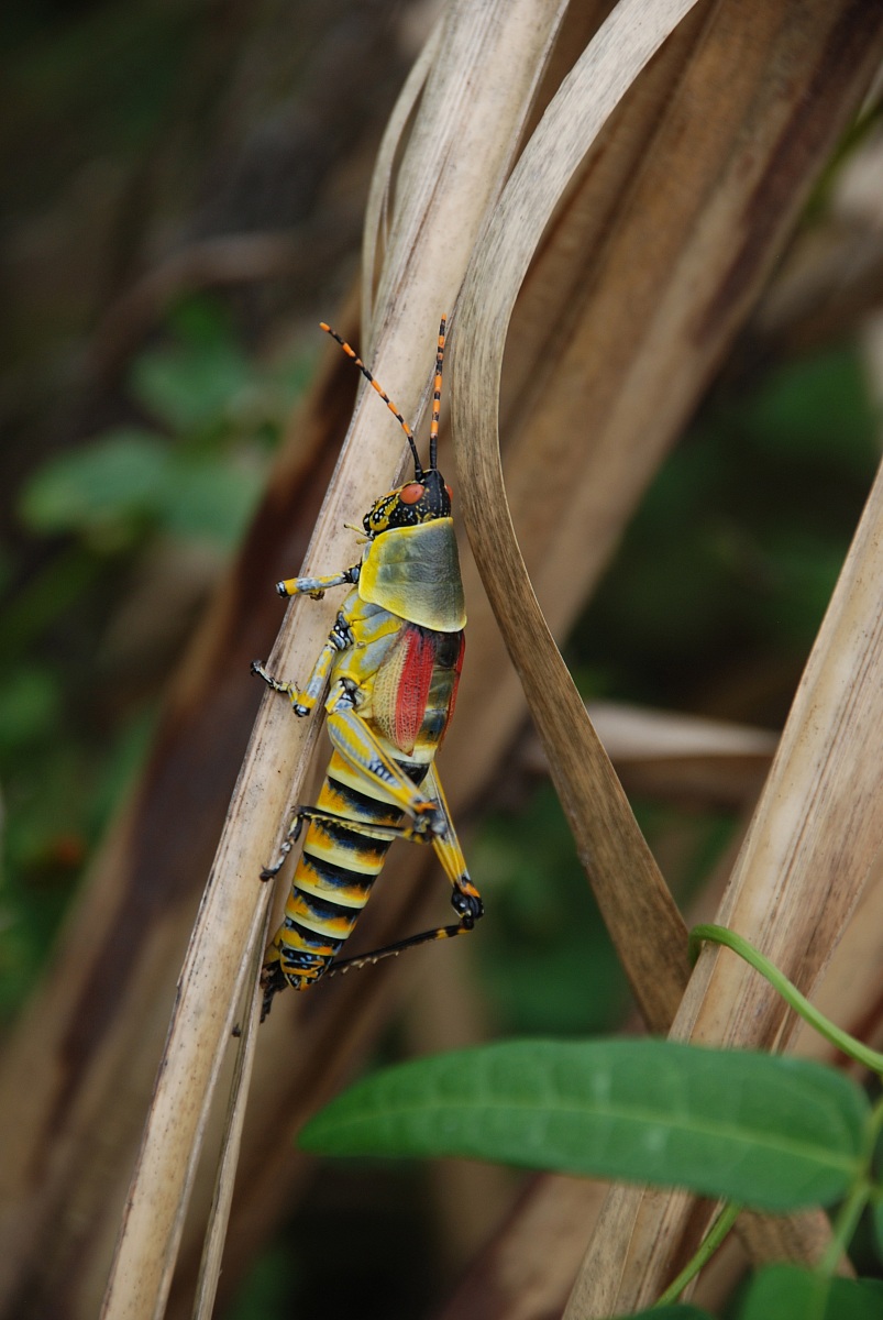 Pyrgomorpuid grahoppers