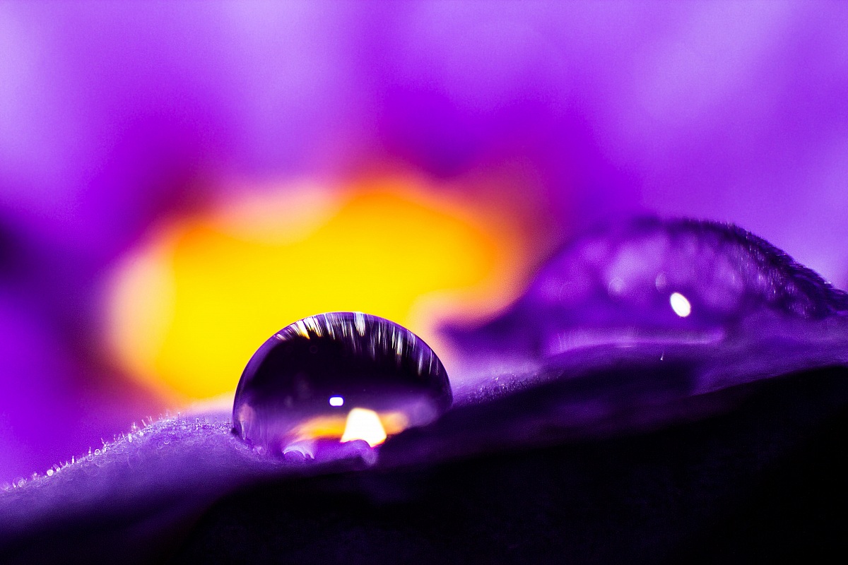Gocciolina su fiore viola