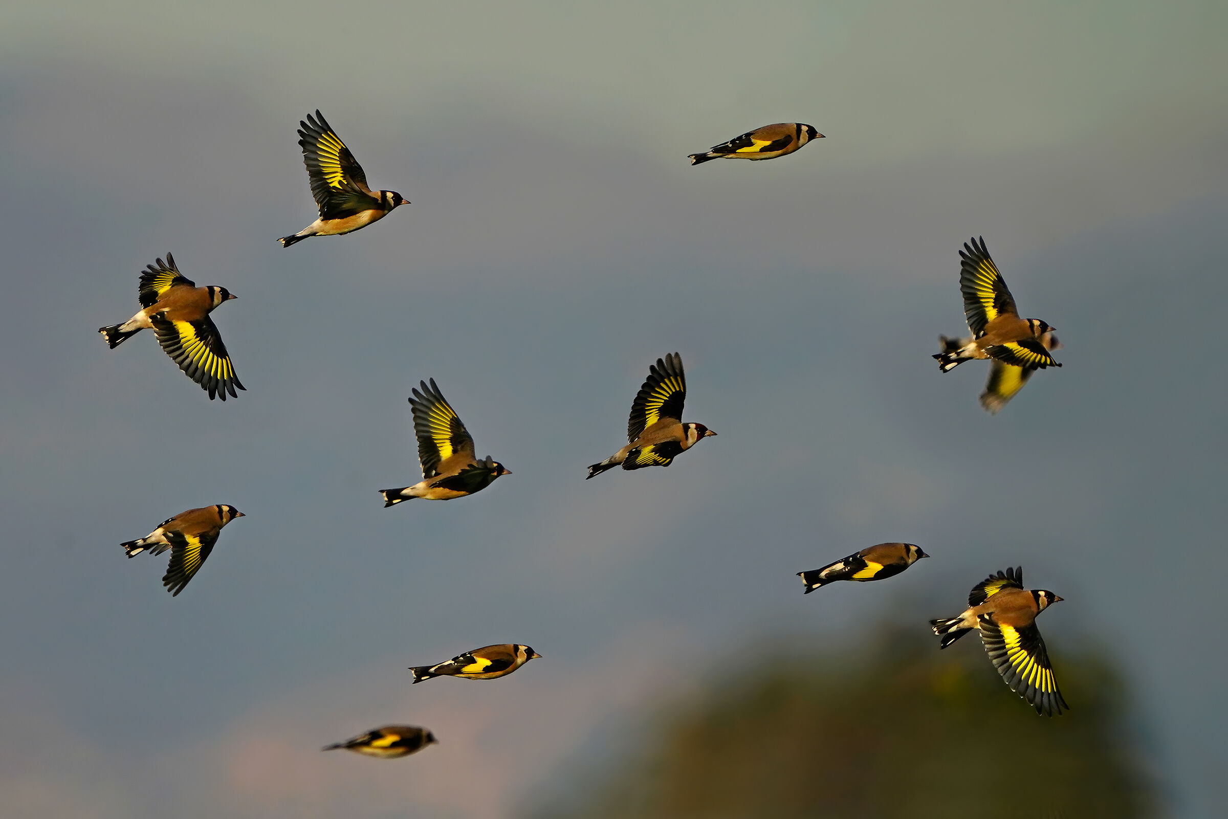 Goldfinches in a winter sunset