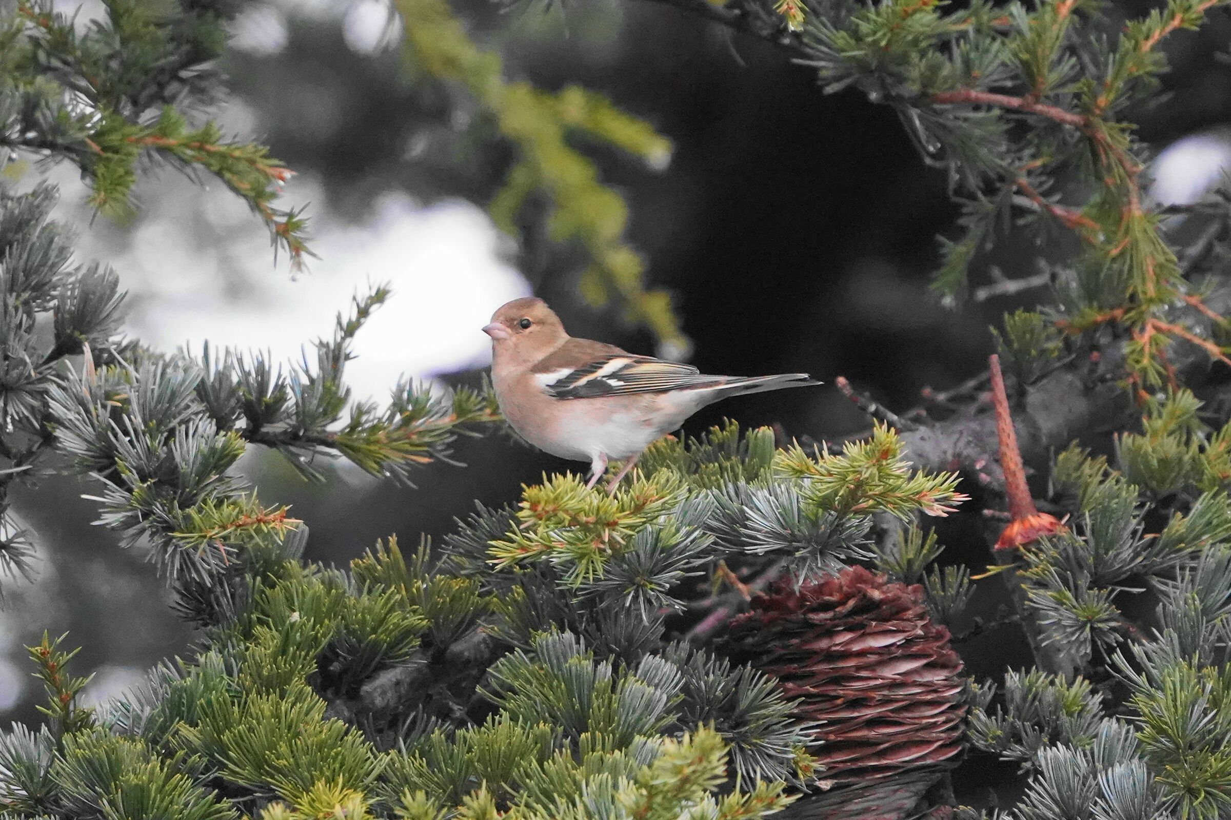 Chaffinch