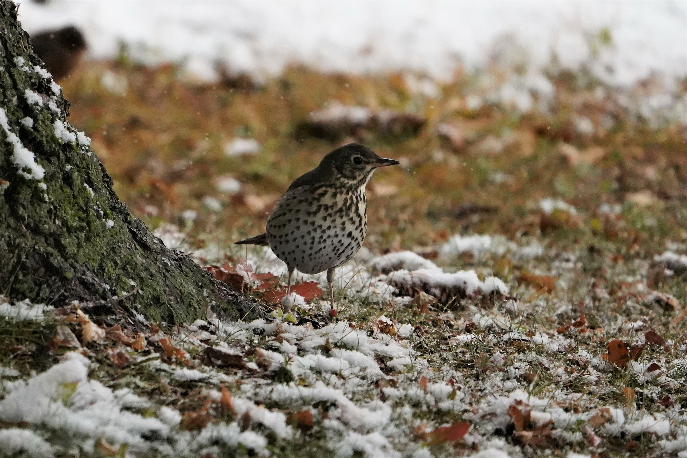 thrush bottaccio between the leaves