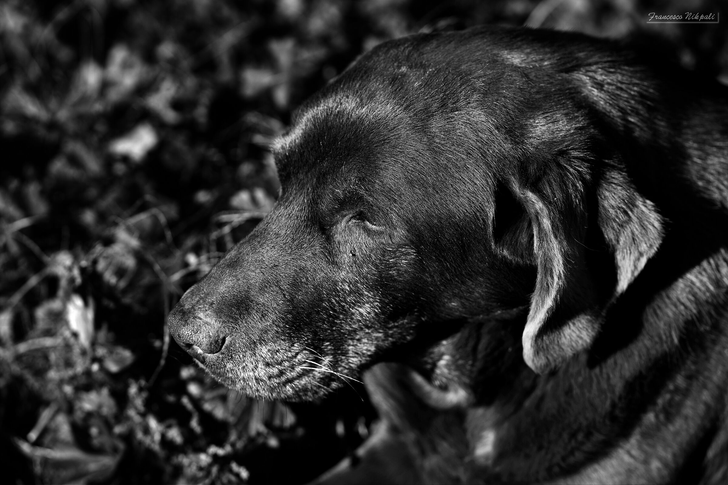 Ellie