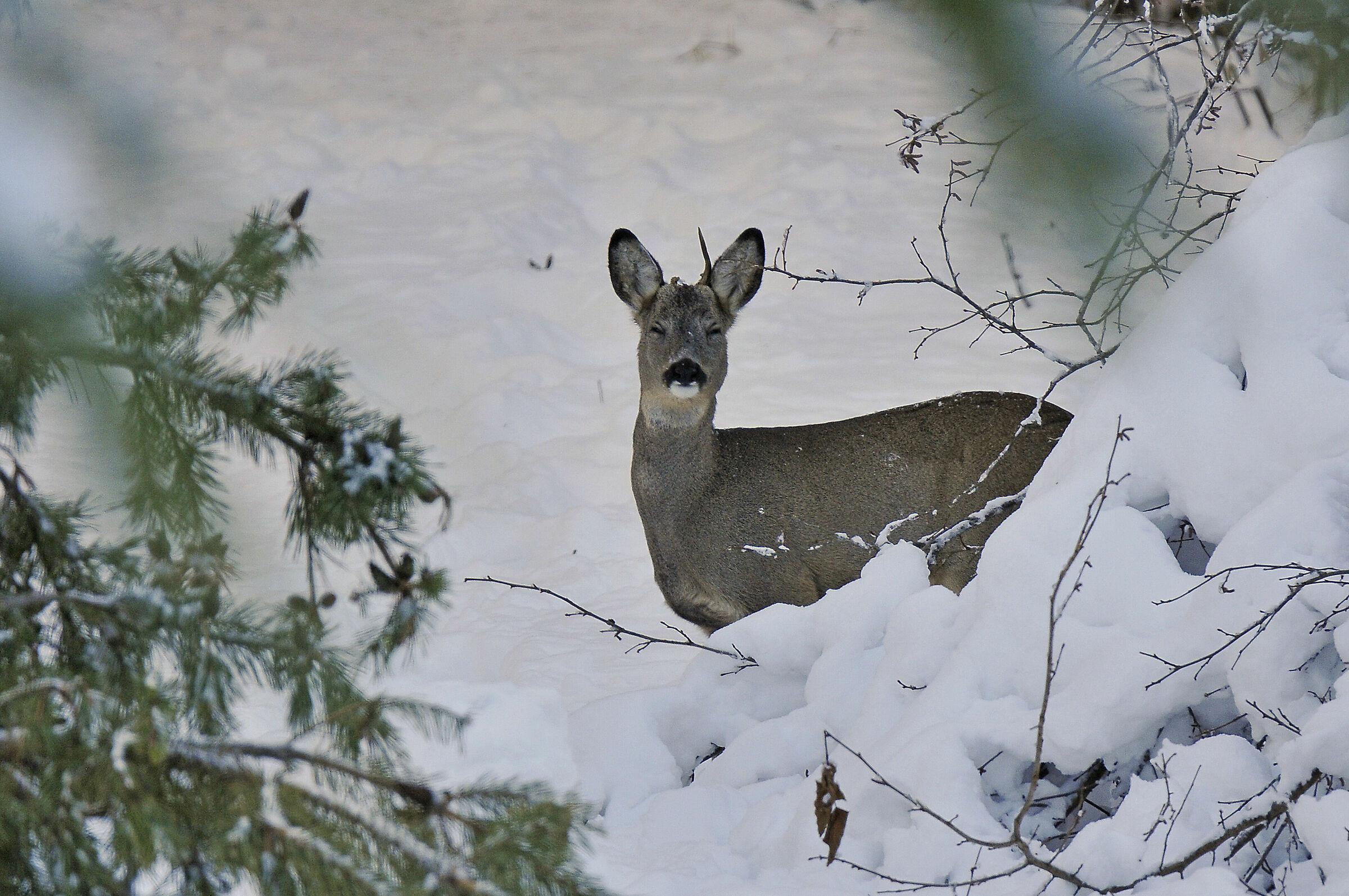 Capriolo (Roe deer)