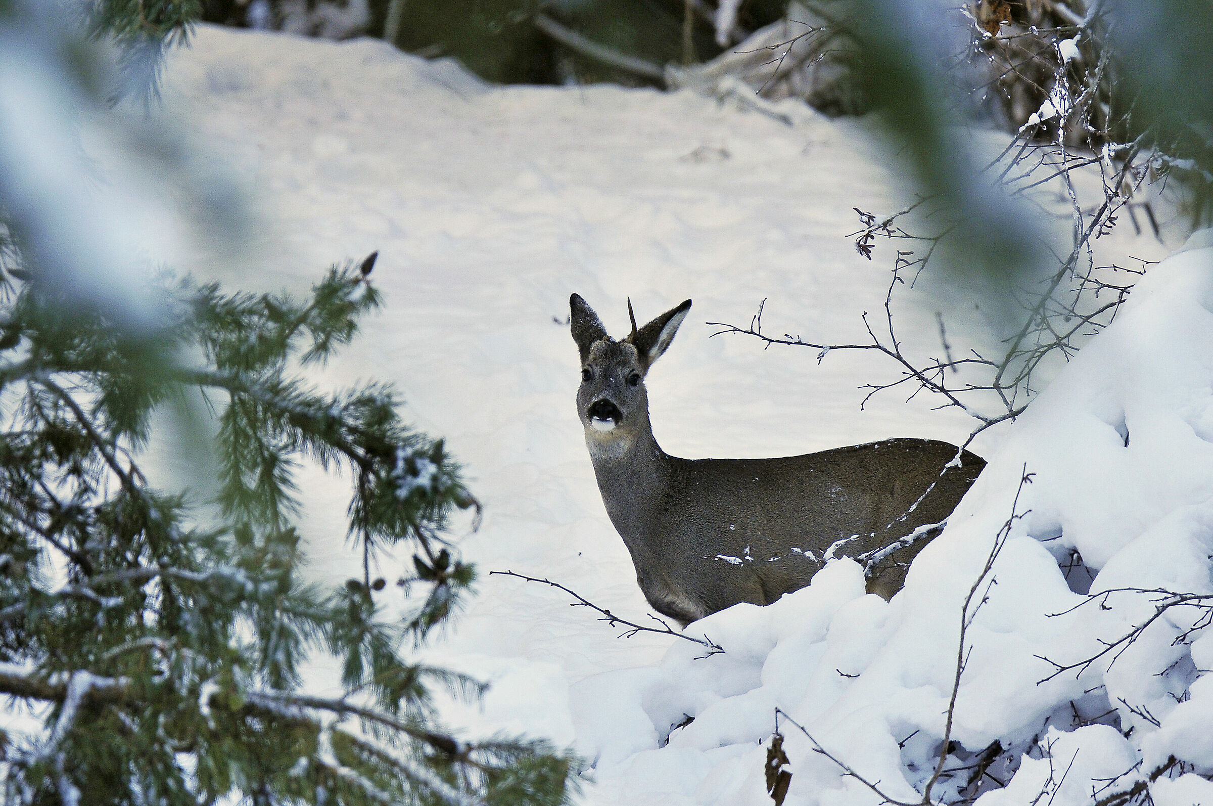 Capriolo (Roe deer)