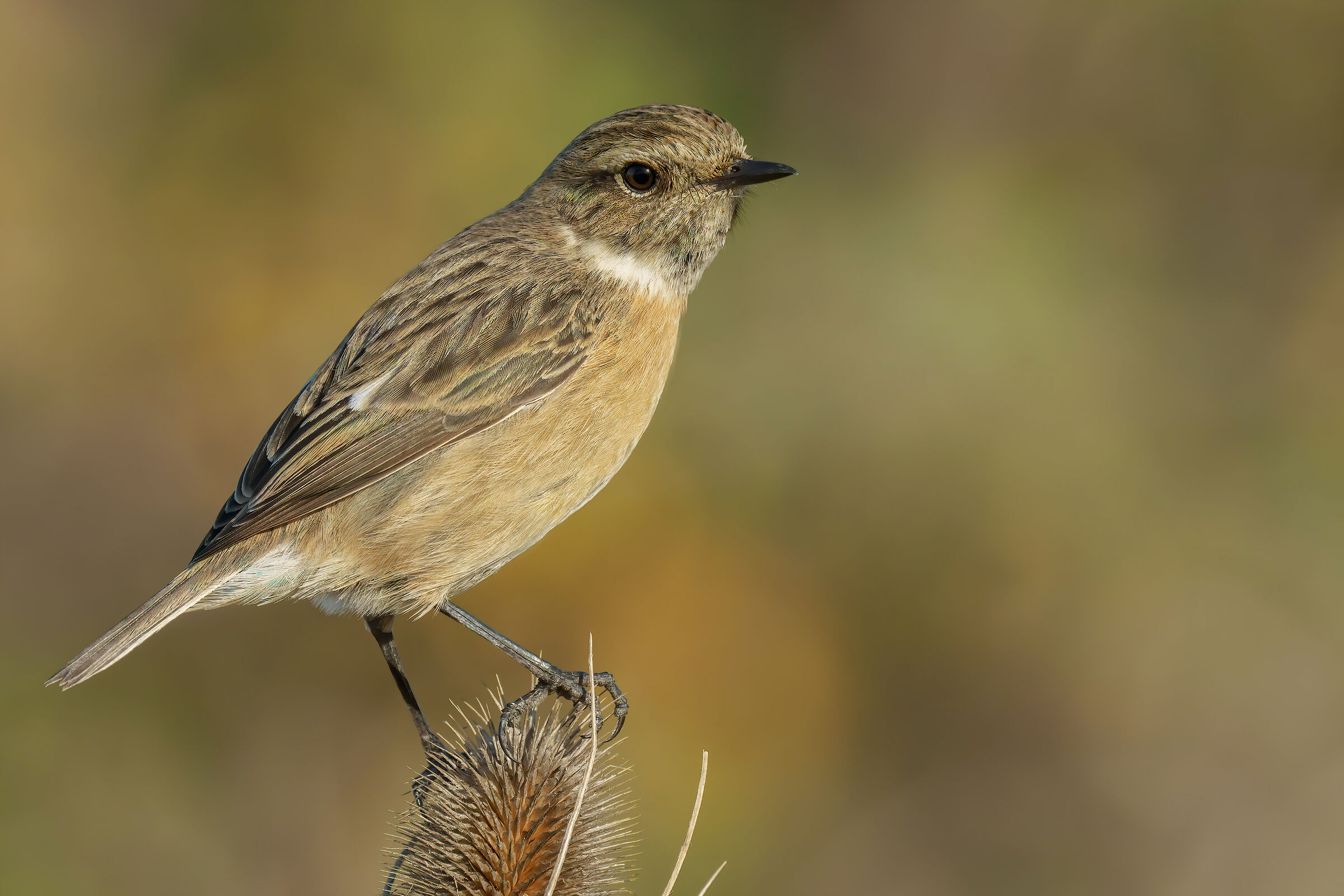Saltimpalo (Saxixola rubicola)