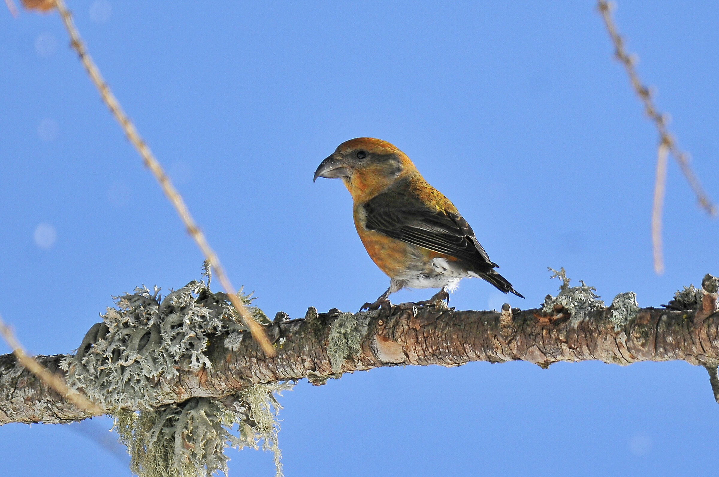 Cruises (Crossbill)