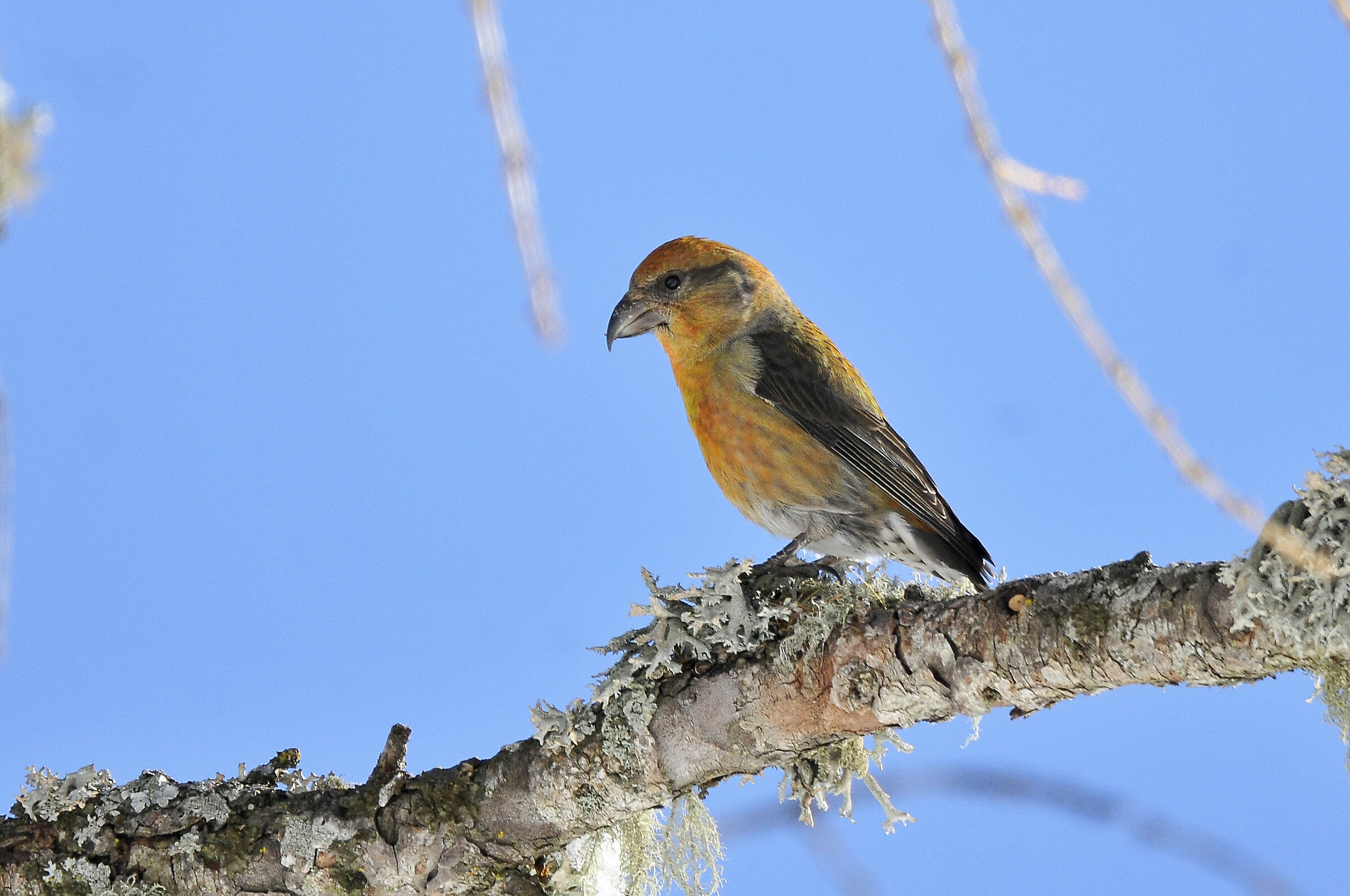 Cruises (Crossbill)