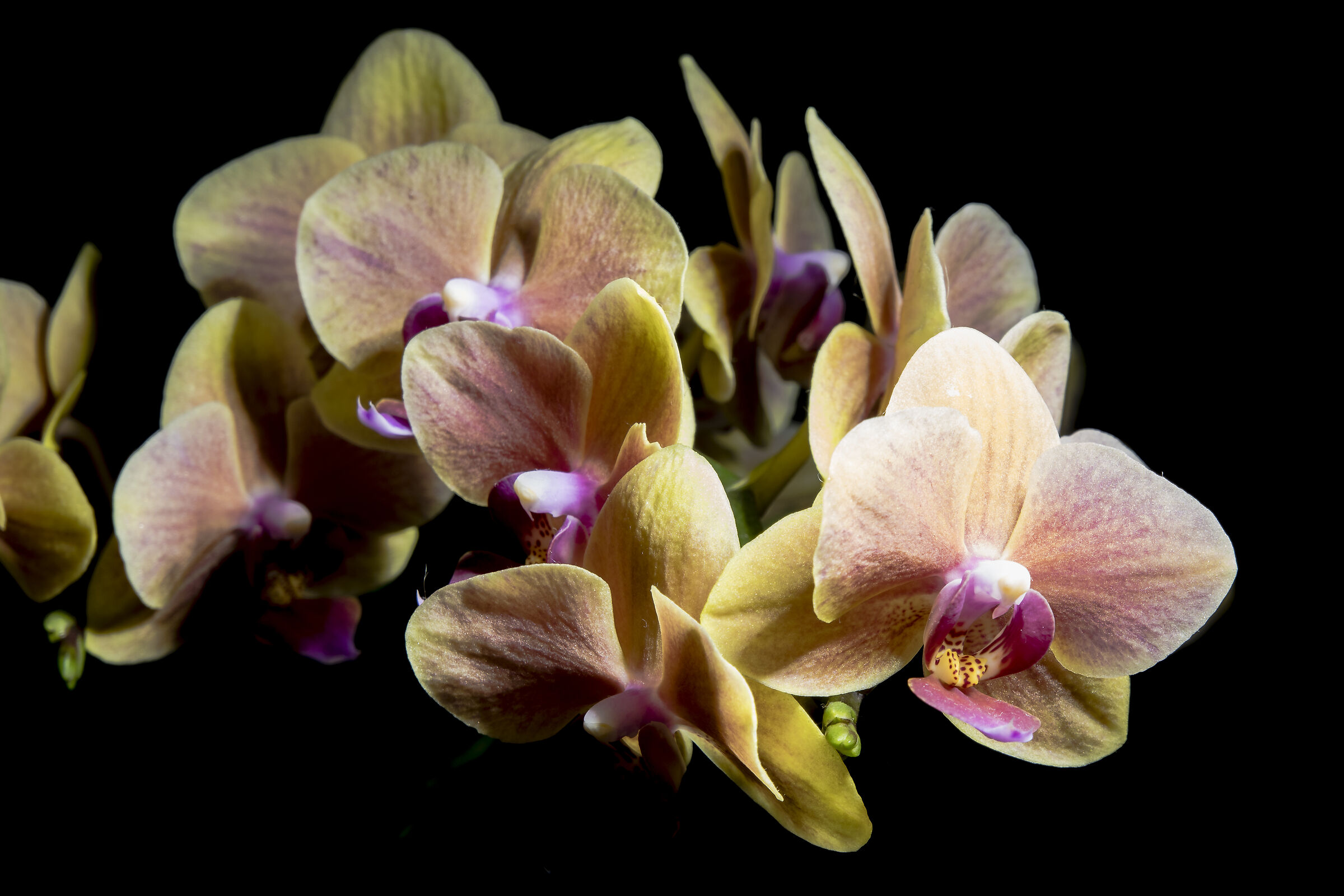 Orchidea