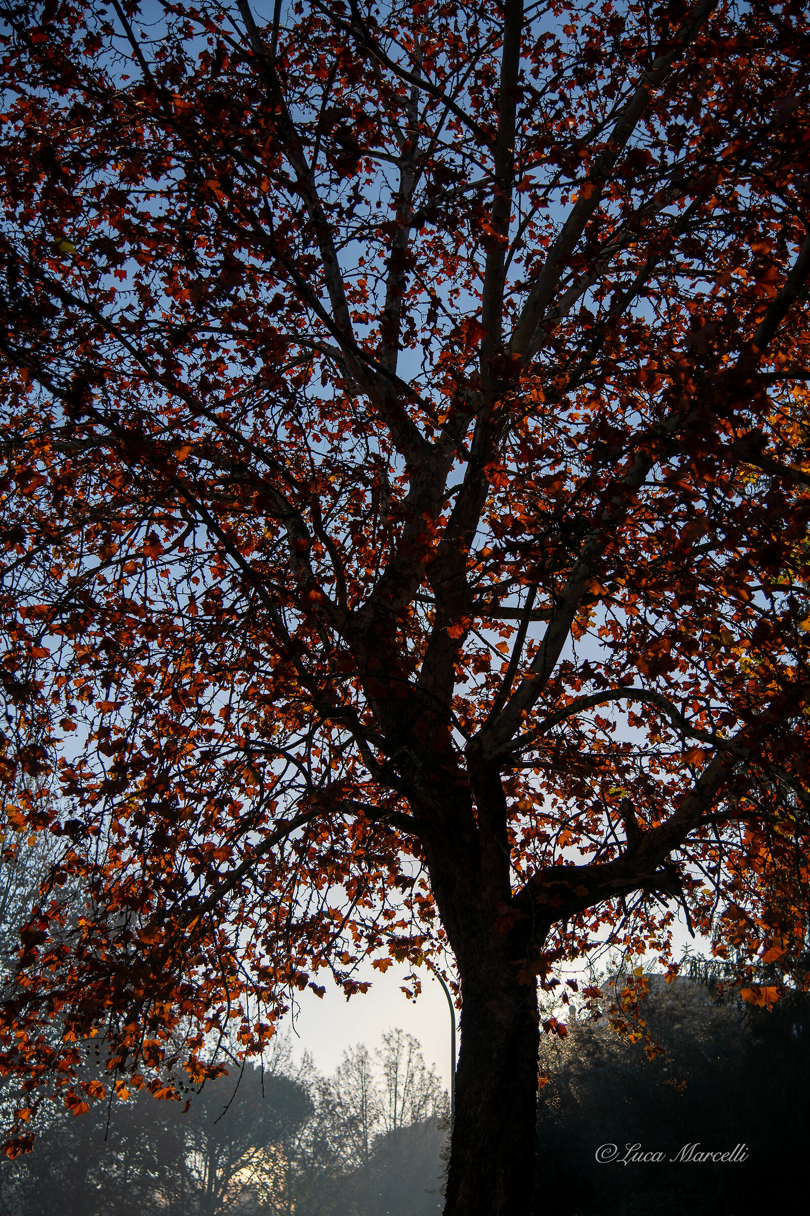 Last autumn leaves
