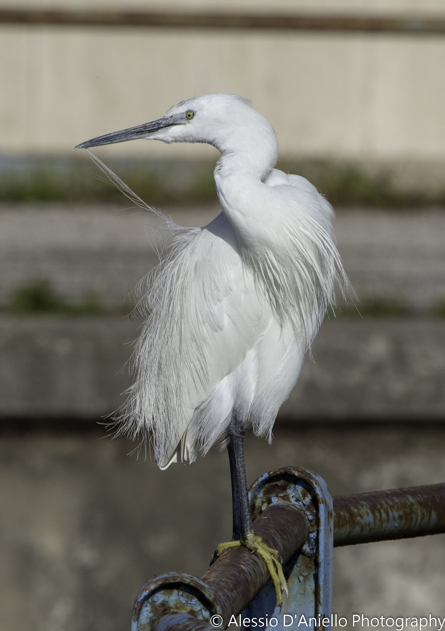 egretta Garzetta