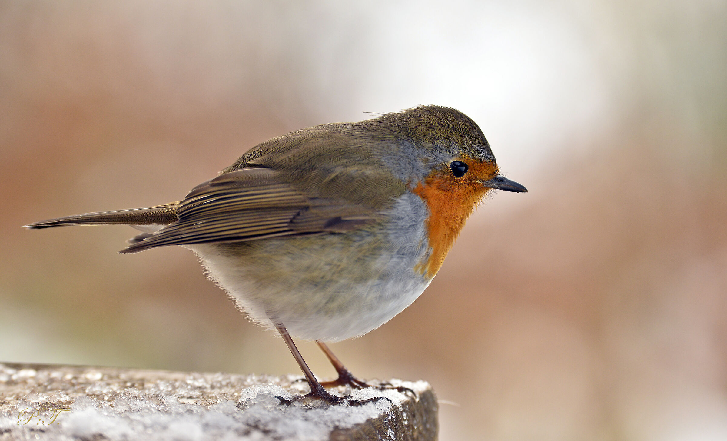 Pettirosso curioso....