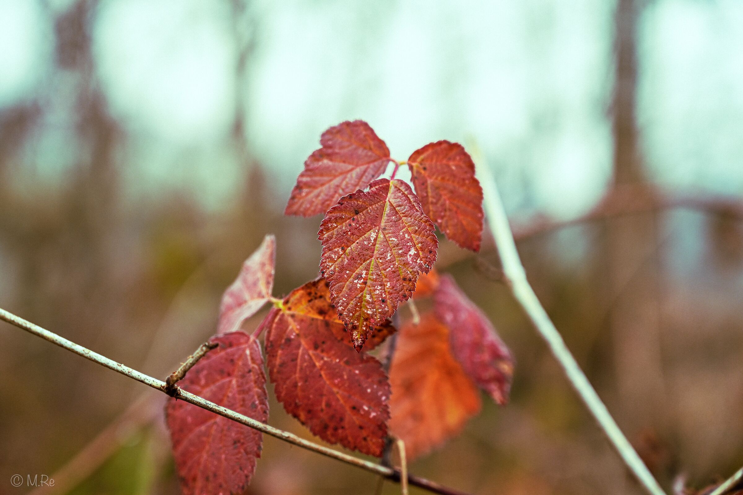 Untitled Photo