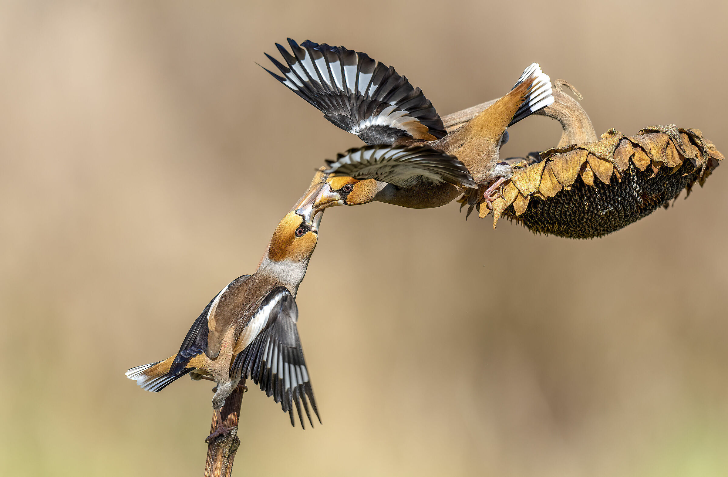 Battibecco di Frosoni