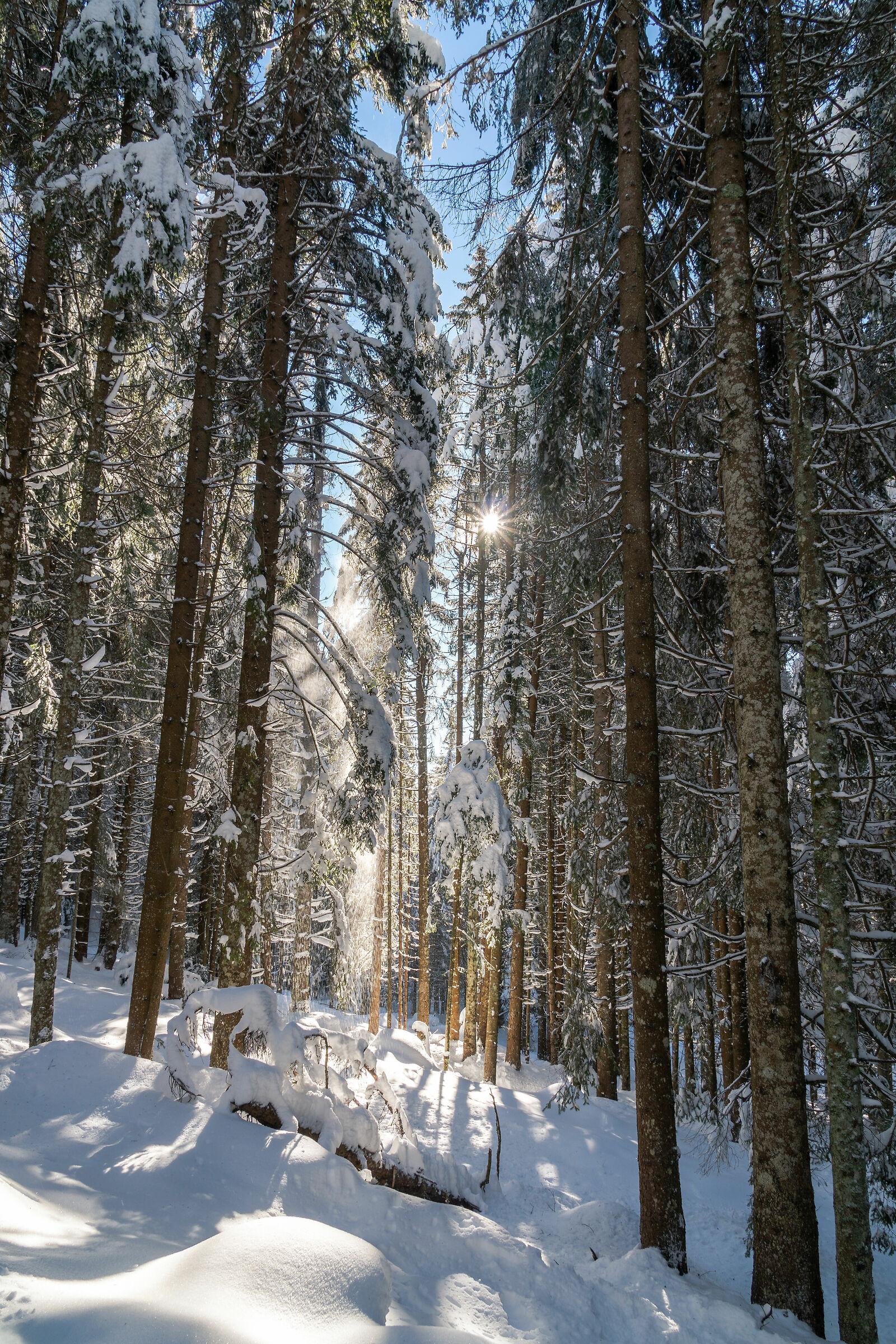 Benvenuti a "Narnia"