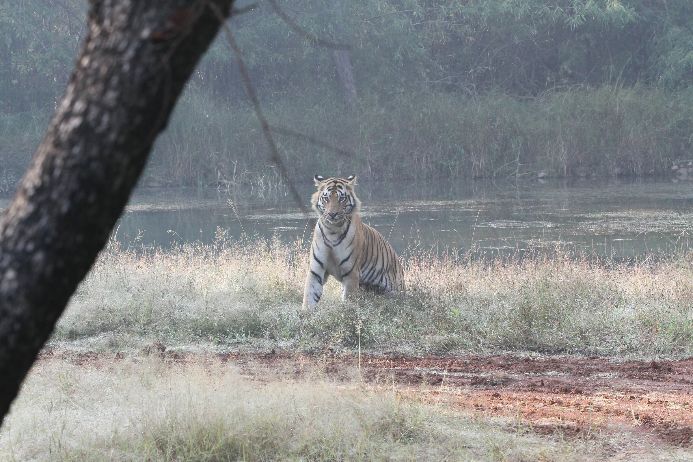 Tigre (Panthera tigris)