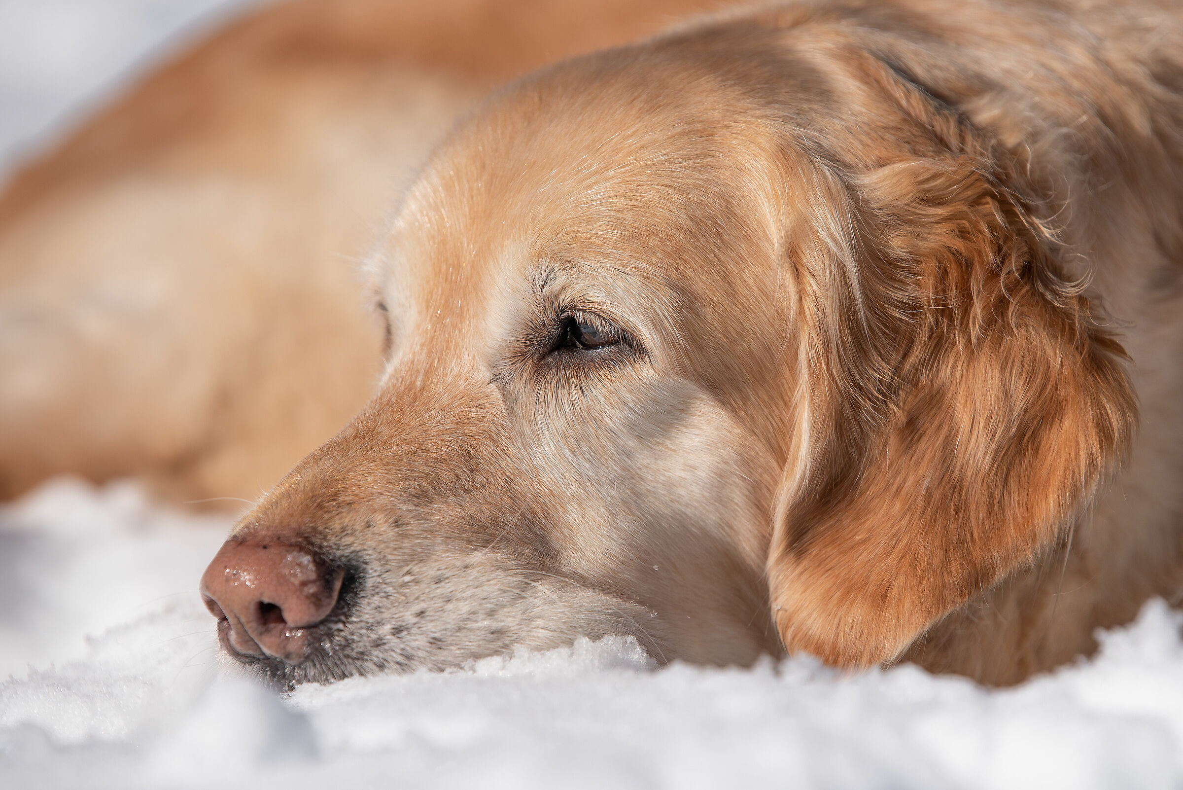 Nana in relax sulla neve