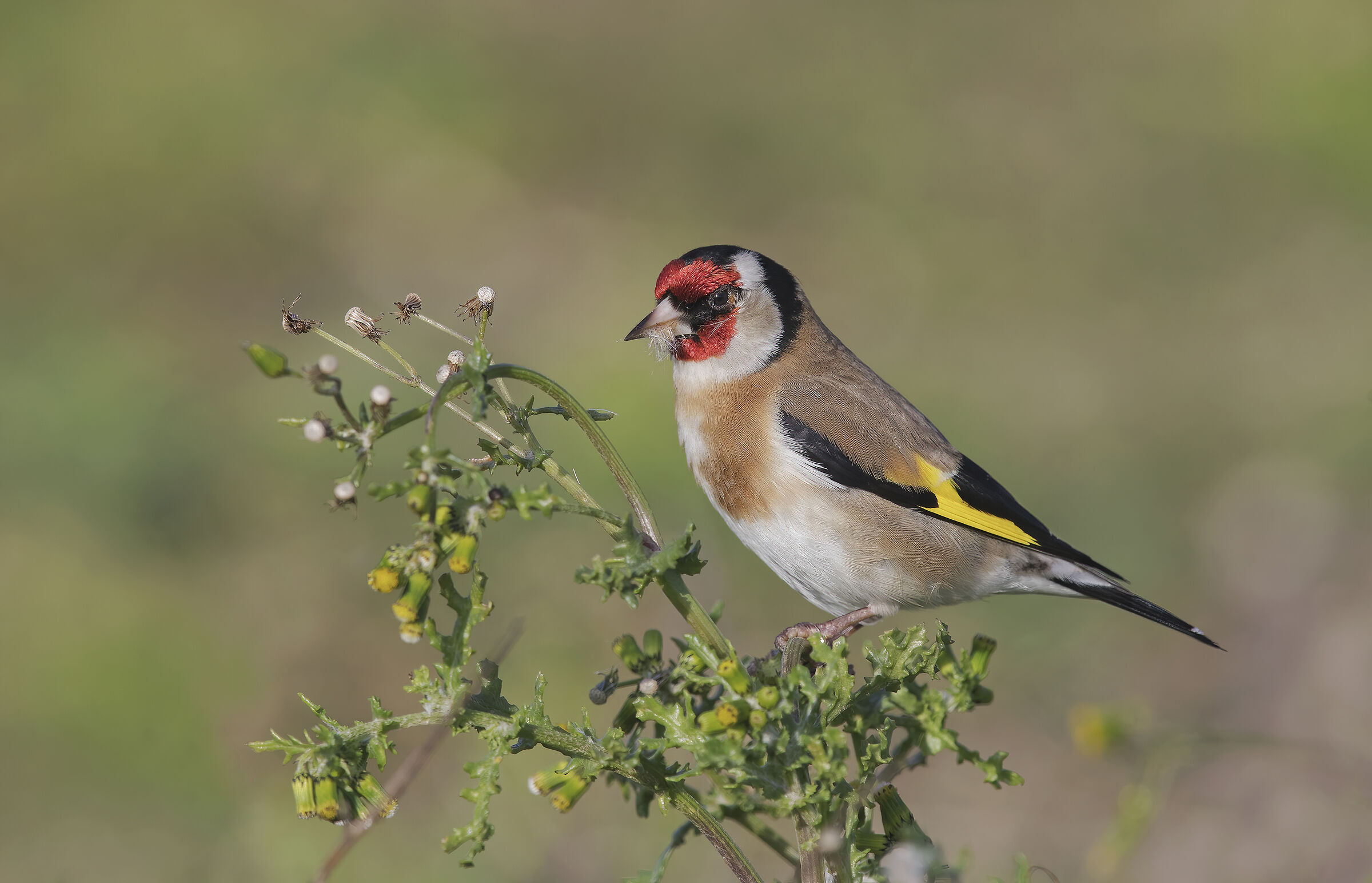 Goldfinch
