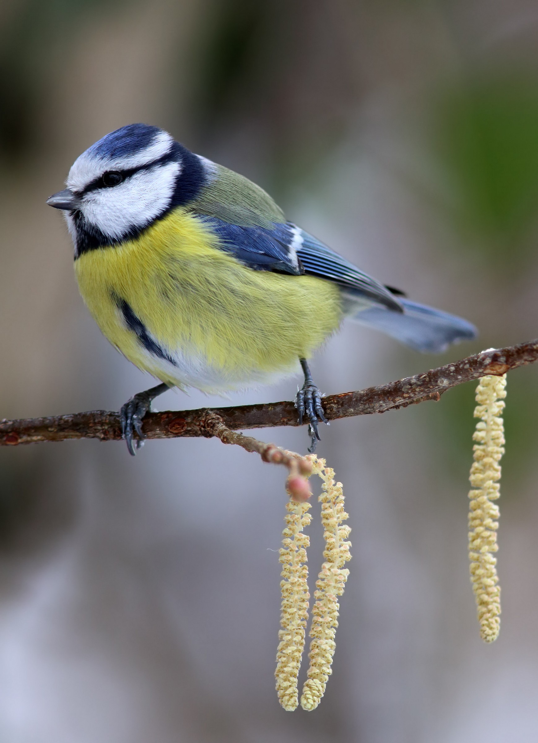 Blue Tit