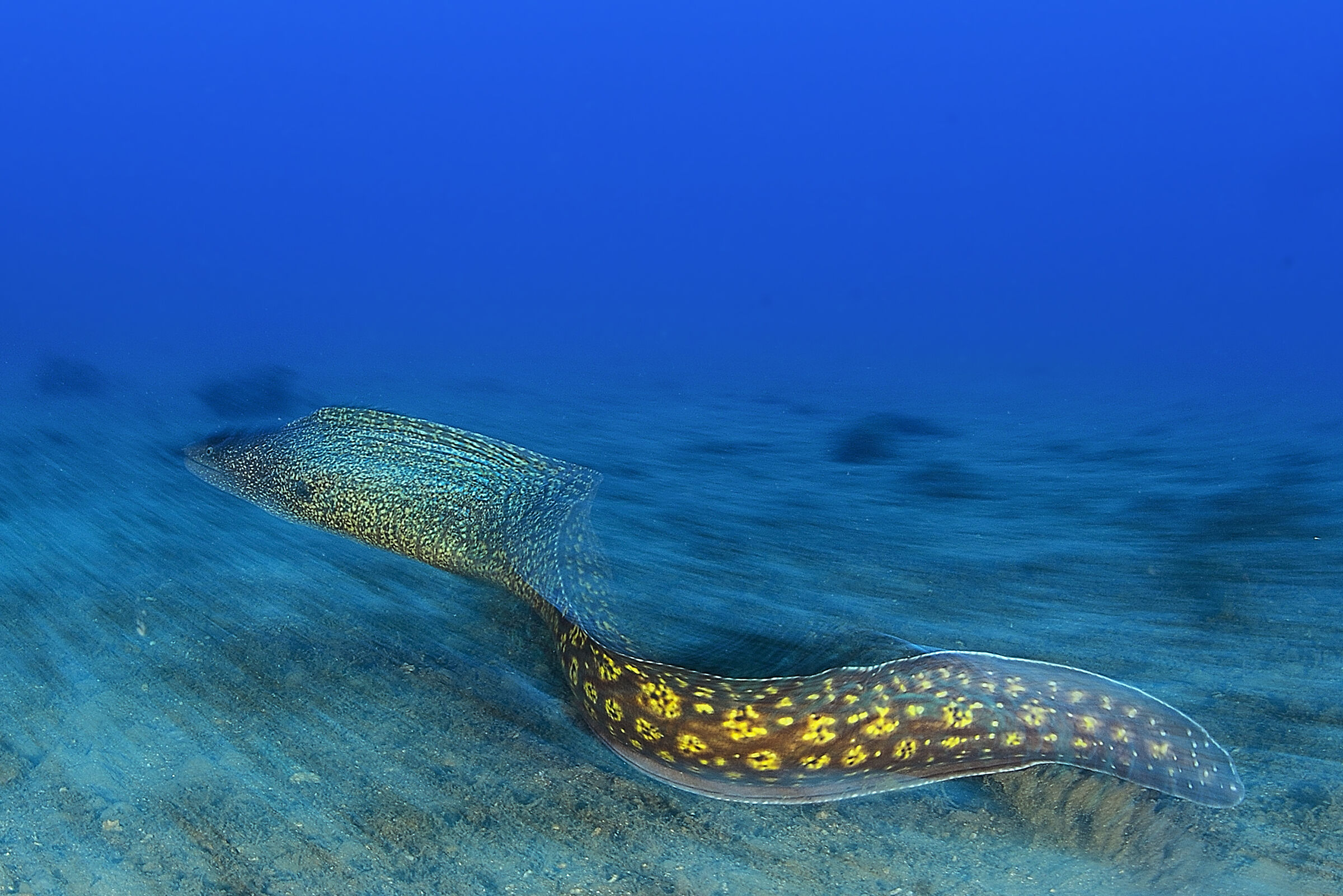 La regina dei fondali